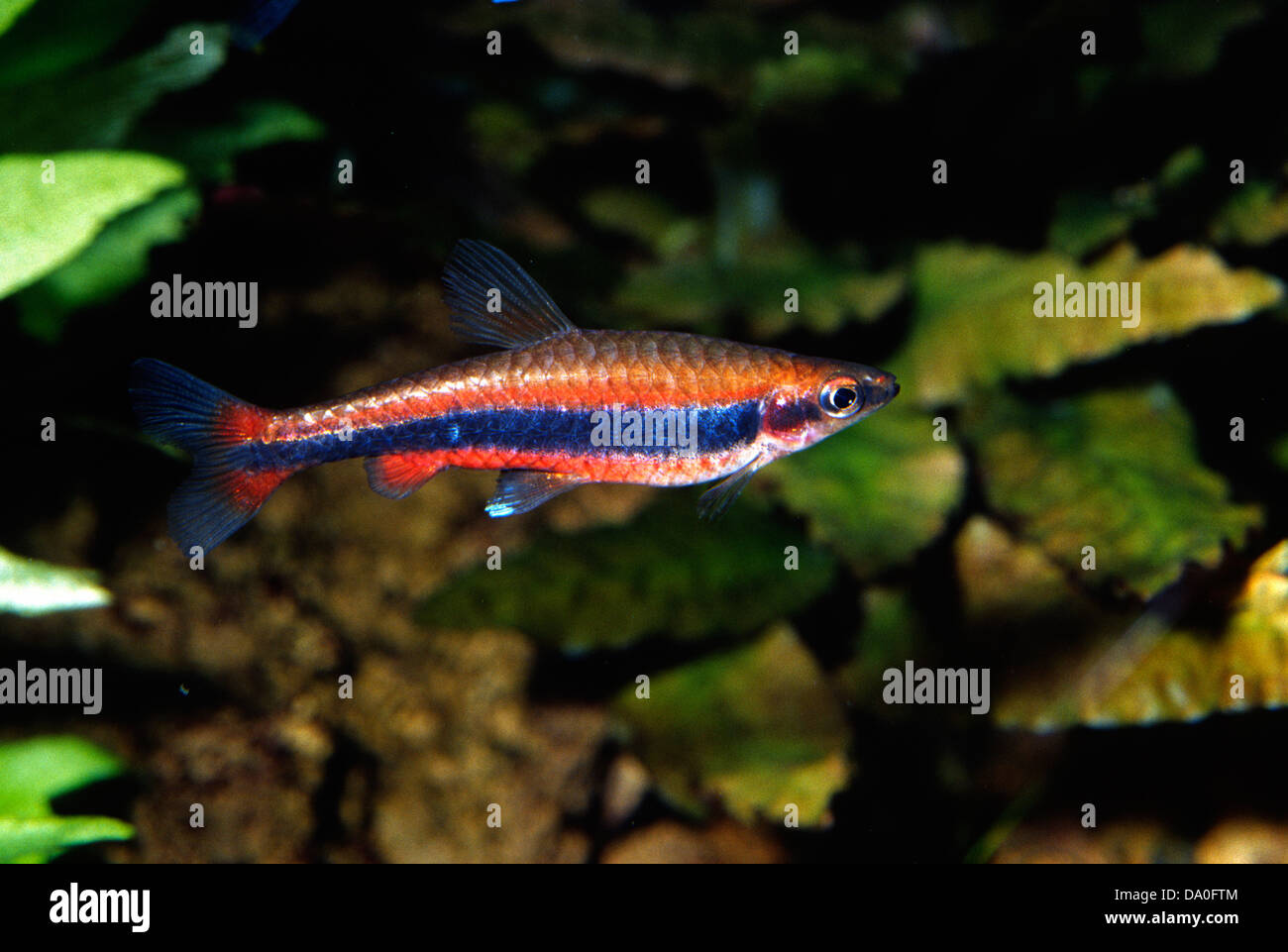 Pencil fish, Nannostomus sp. Lebiasinidae  South America Stock Photo
