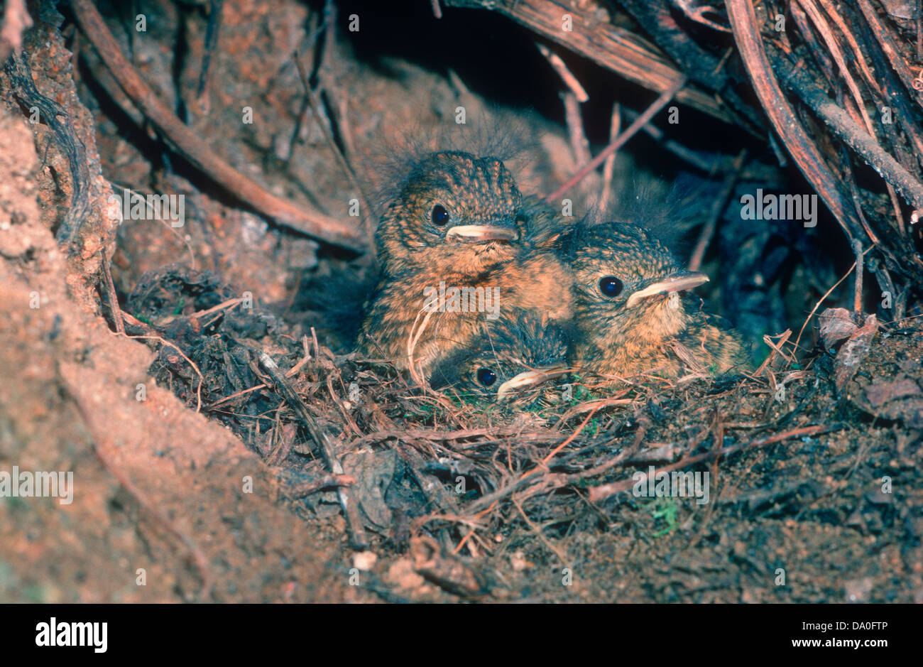 European Robins, Erithacus rubecula. Three chicks at nest Stock Photo