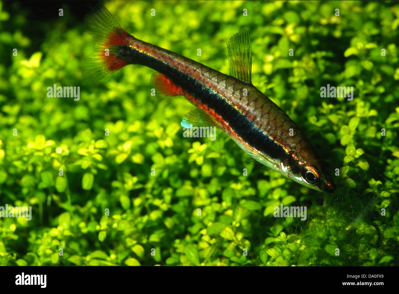 Pencil fish, Nannostomus sp. Lebiasinidae  South America Stock Photo