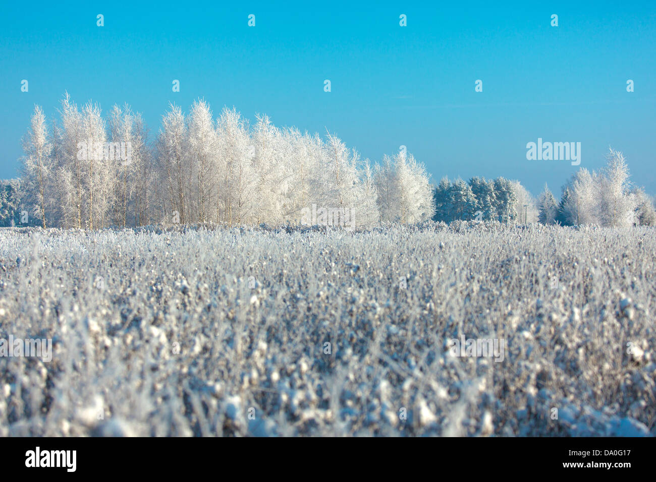 Frosted trees and grass against a blue sky Stock Photo - Alamy