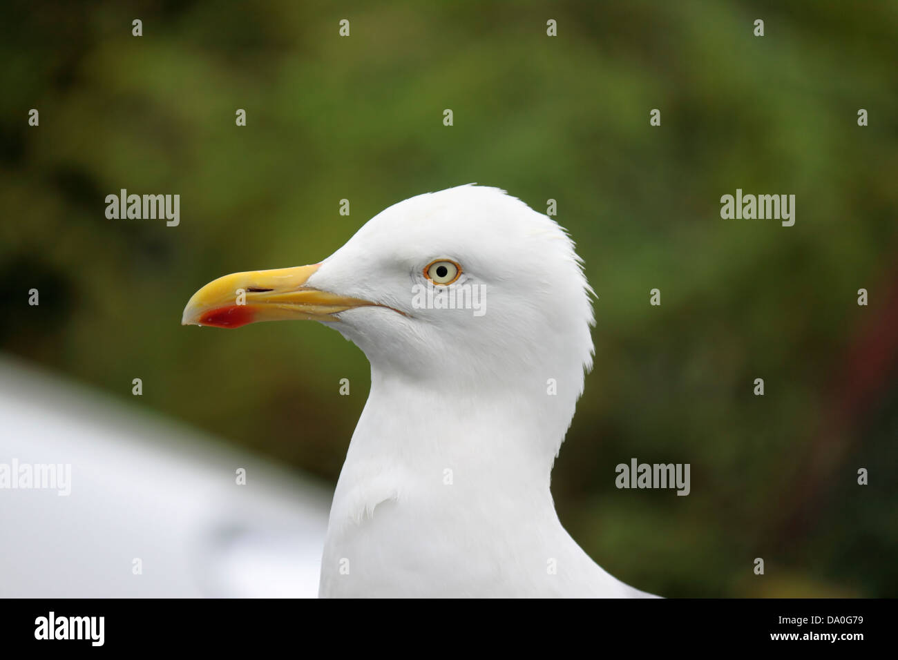 Herring gull  Larus argentatus close up Stock Photo