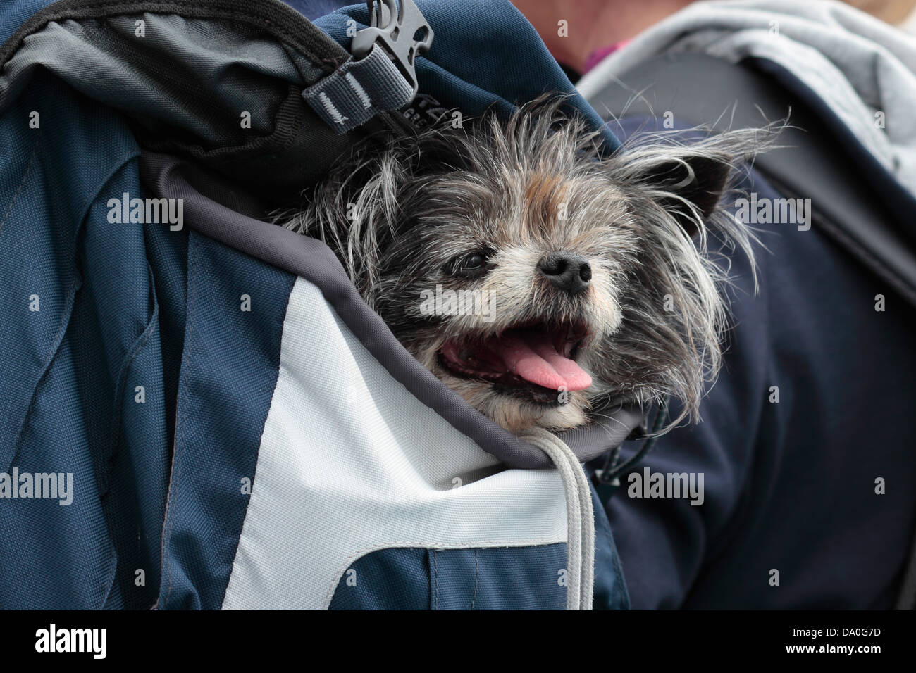 Yorkshire Terrier Chiwawa cross being carried in a back pack Stock Photo