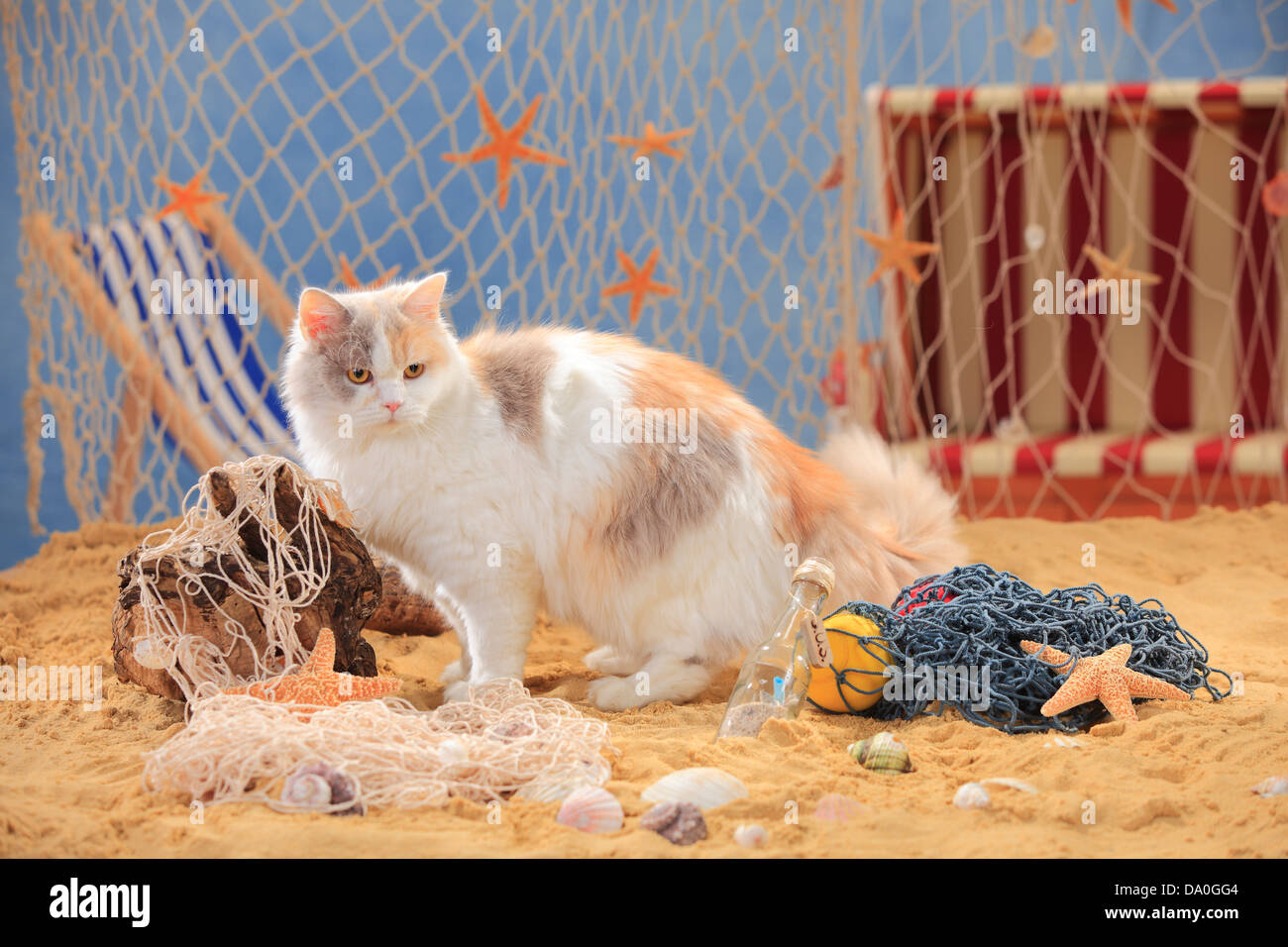 British Longhair Cat Lilac Tortie White Highlander Lowlander Britannica Stock Photo Alamy