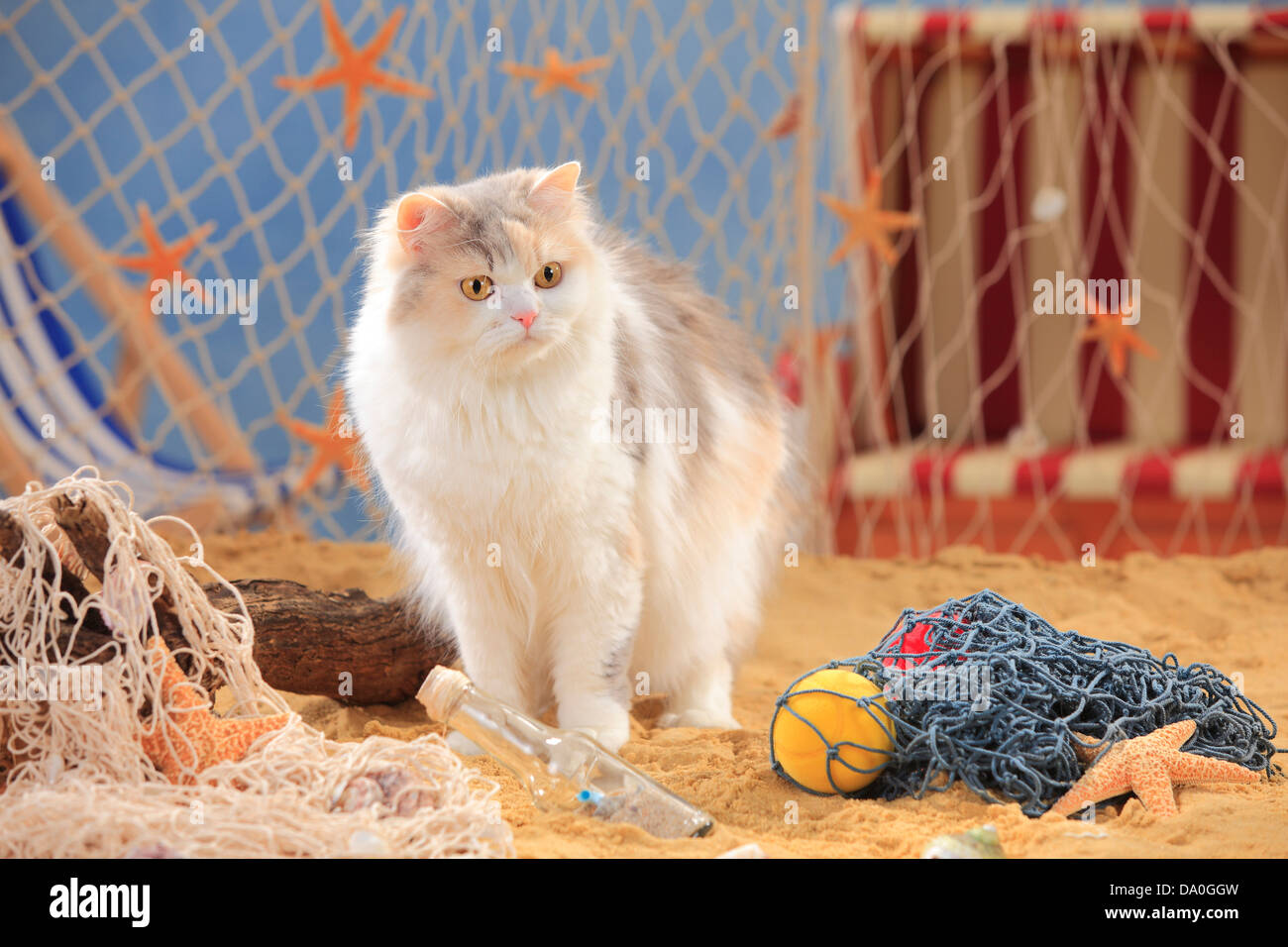 British Longhair Cat, bluetorbiemackerelwhite / Highlander