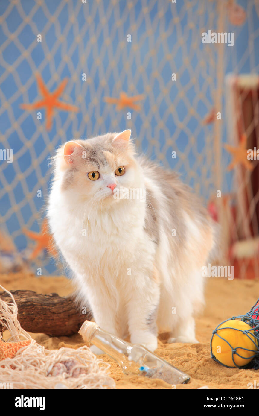 British Longhair Cat, bluetorbiemackerelwhite / Highlander