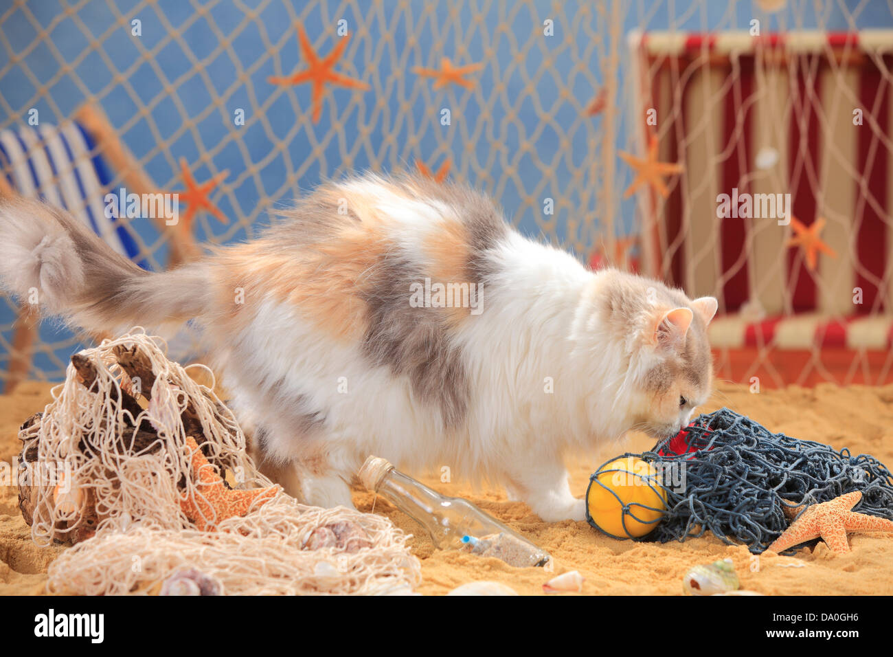 British Longhair Cat, bluetorbiemackerelwhite / Highlander