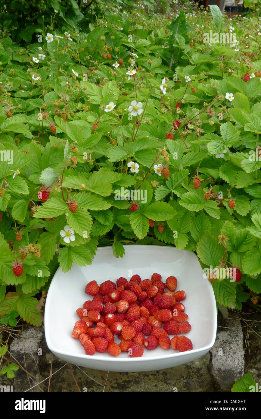 Wild Strawberries - the Taste of Summer Stock Photo - Alamy