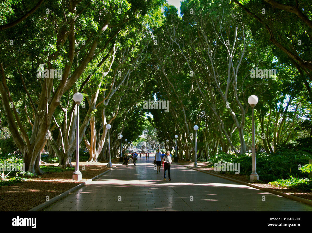Fig tree lined avenue Hyde Park Sydney New South Wales Australia Stock