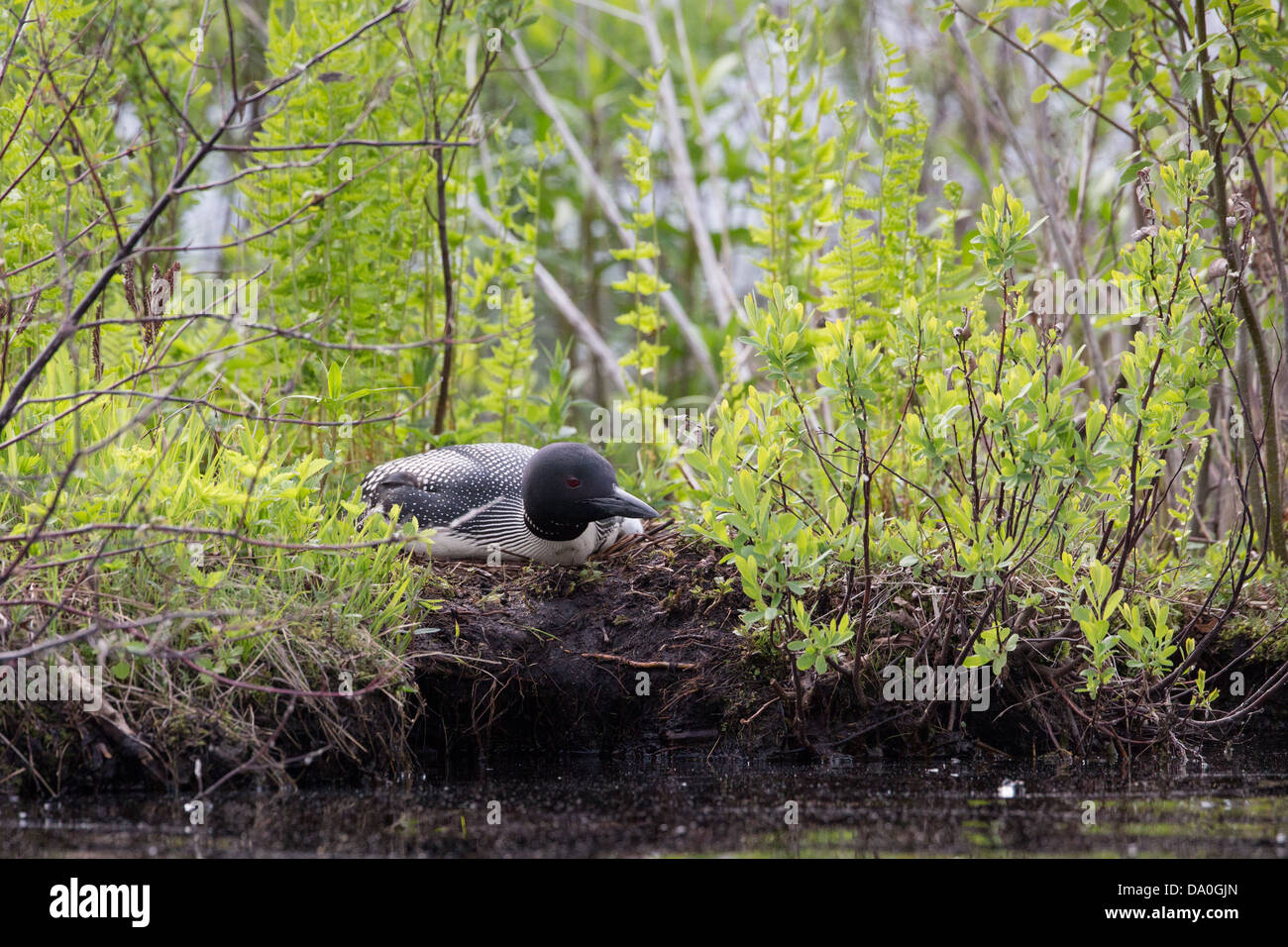 Common loon bird nest hires stock photography and images Alamy