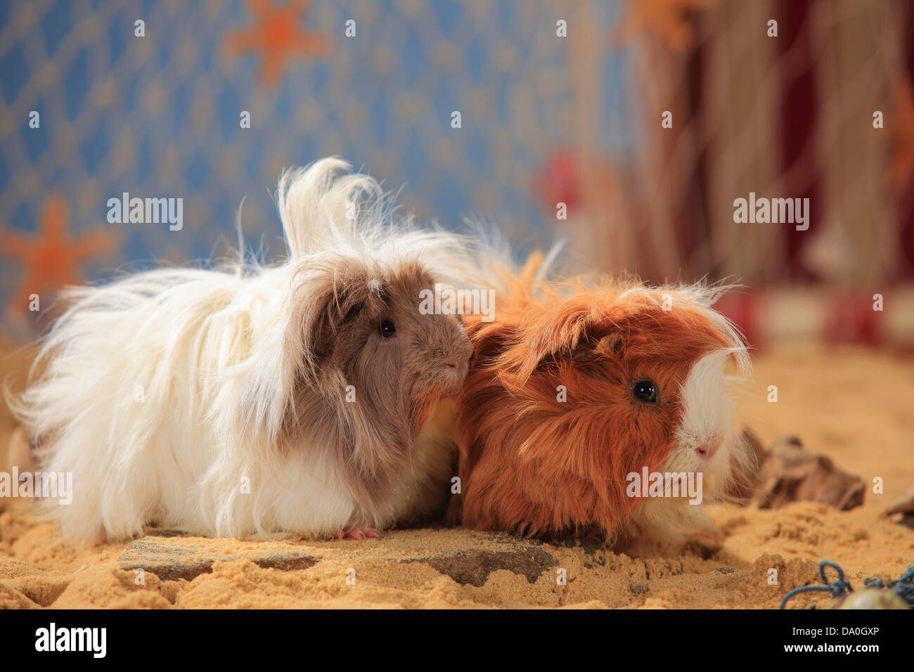 Angora guinea pig 2025