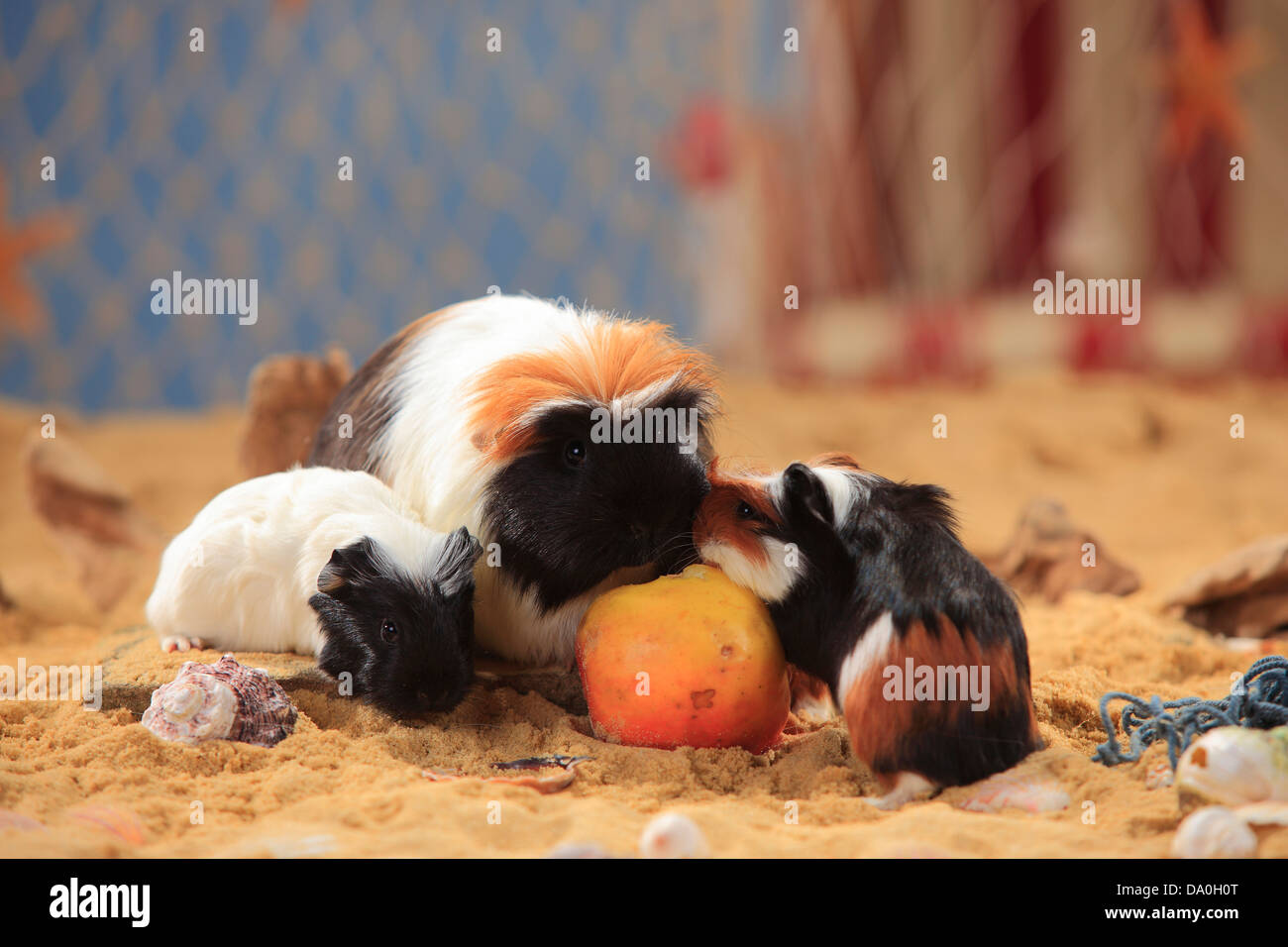 Guinea Pig, tortiewhite, female with youngs, eating apple