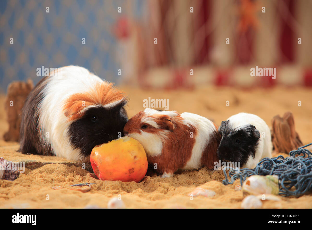 Guinea Pig, tortiewhite, female with youngs, eating apple