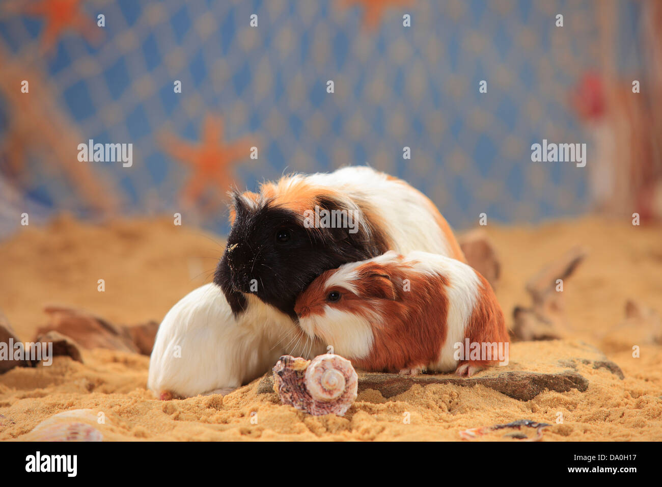 Coronet Guinea Pig, tortie-white, female with youngs |Coronet-Meerschweinchen, schildpatt-weiss, Weibchen und Jungtiere Stock Photo