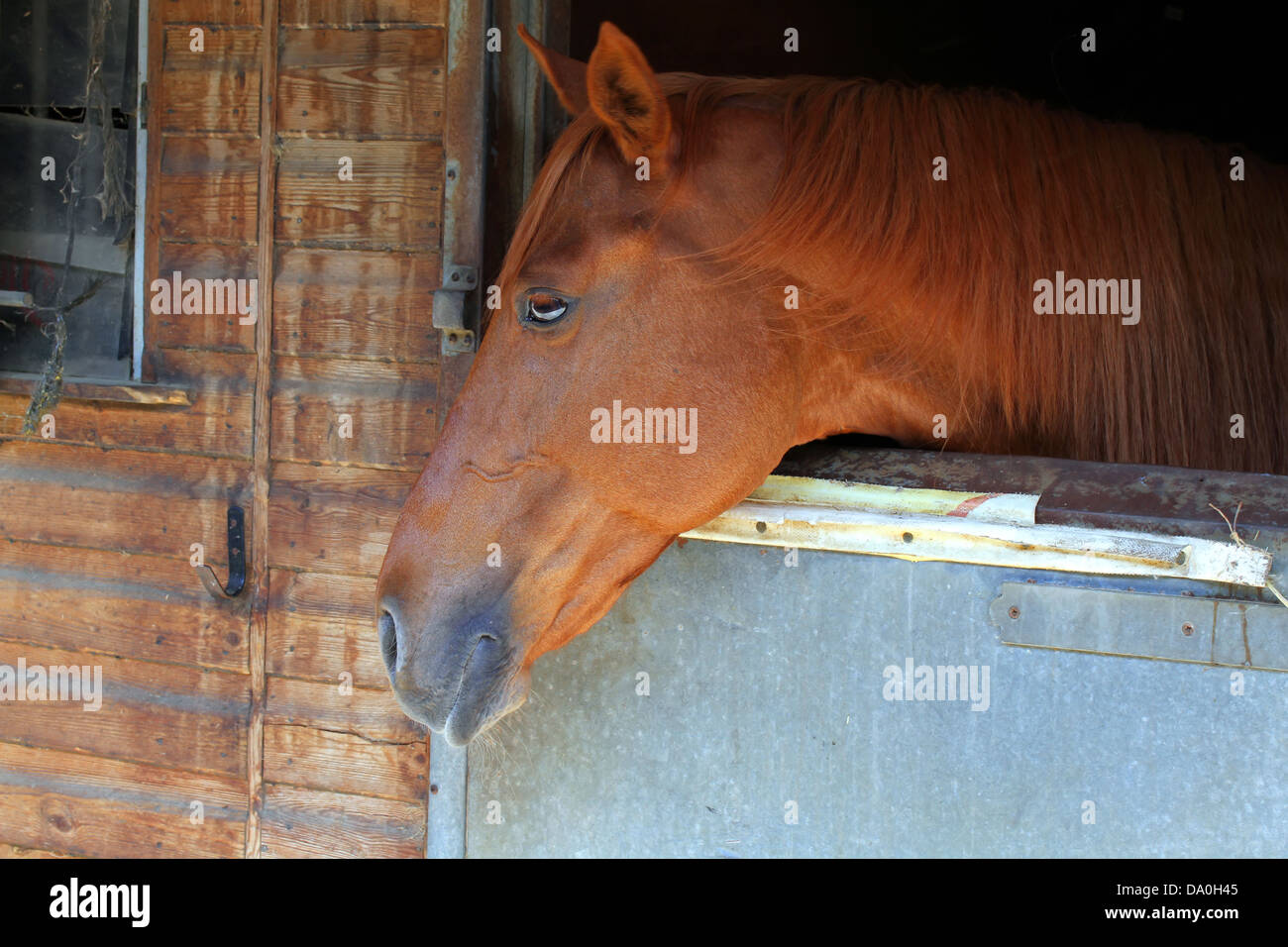 Stable rope hi-res stock photography and images - Alamy