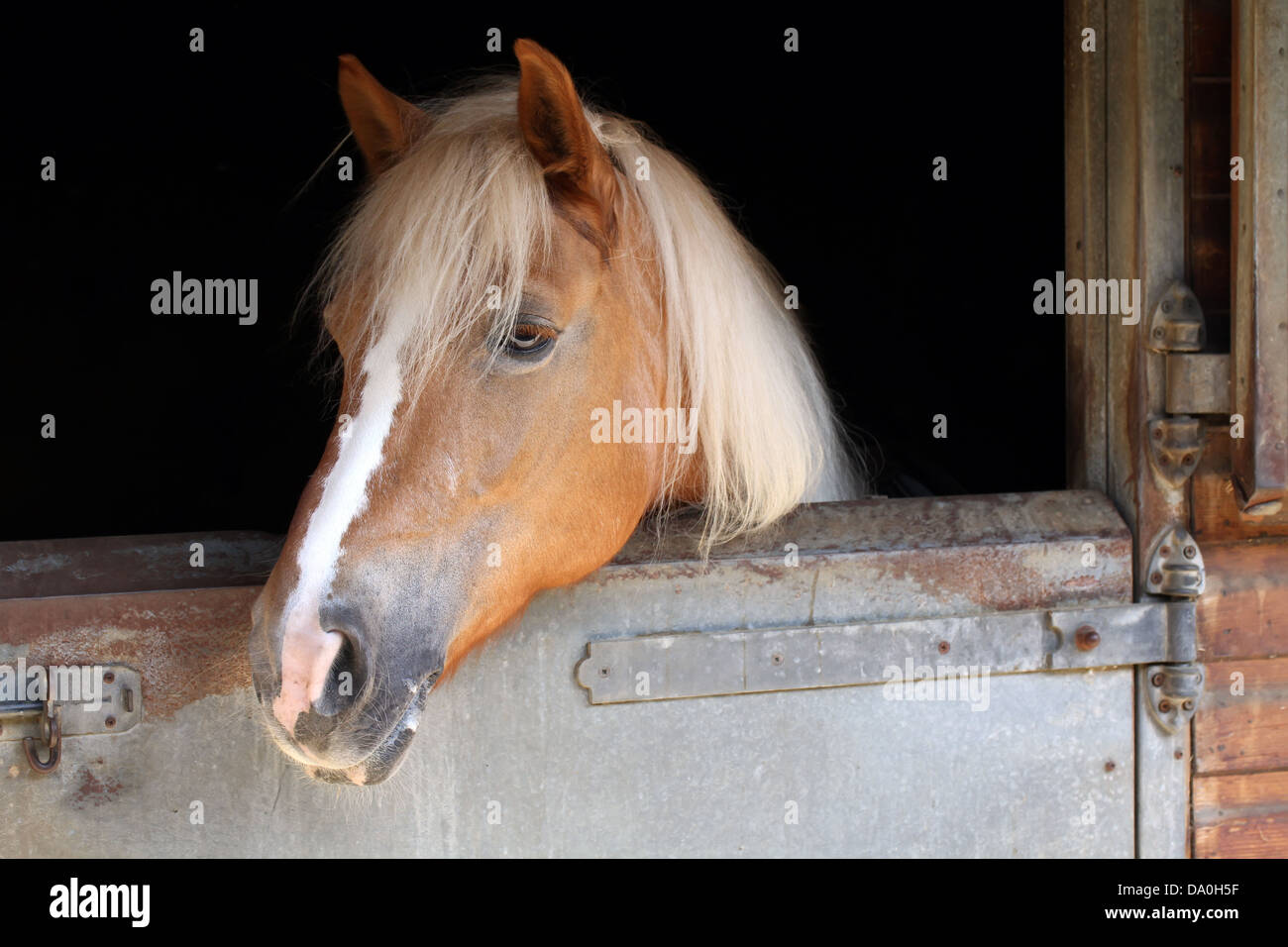 Stable rope hi-res stock photography and images - Alamy