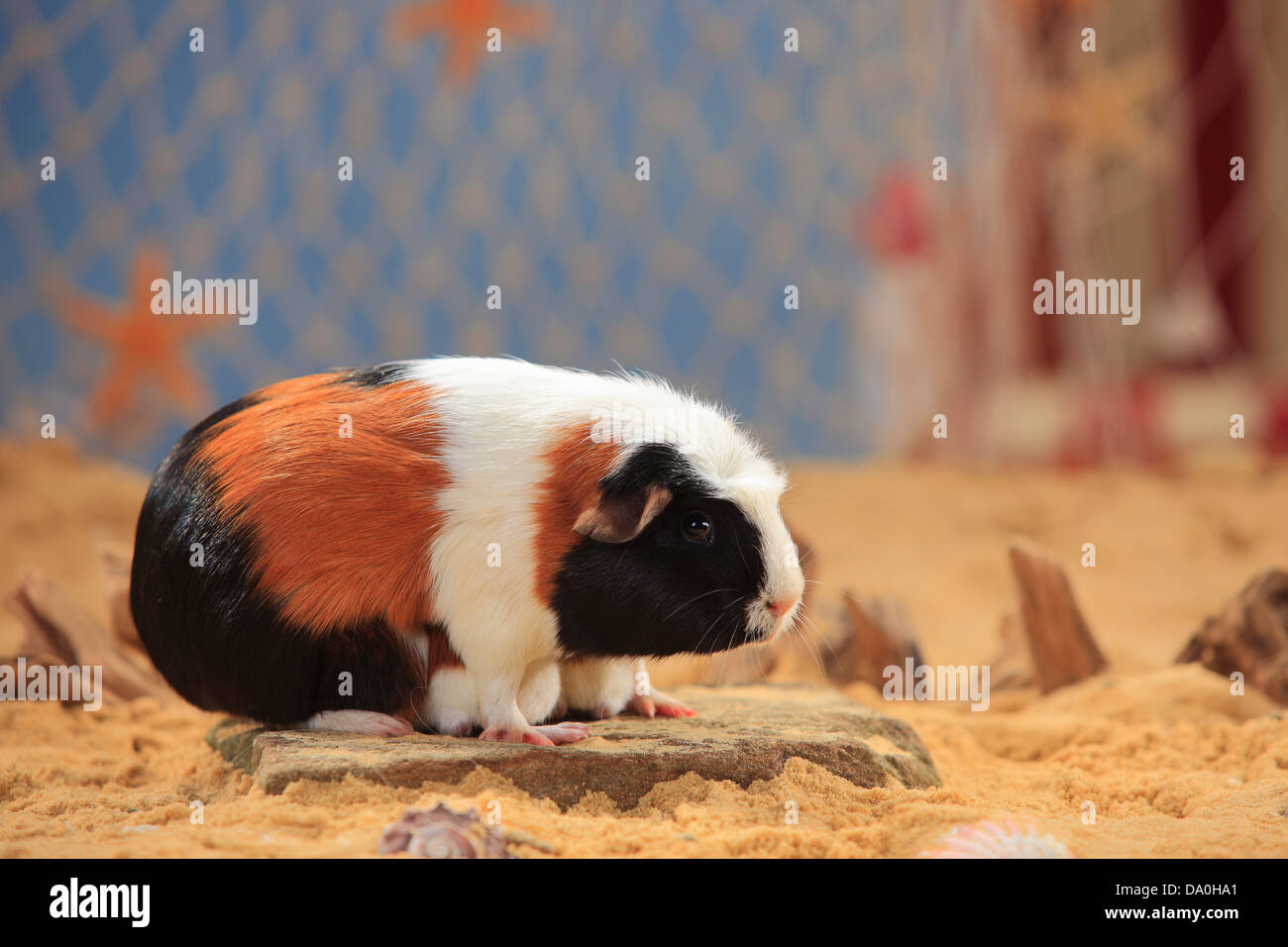 English Crested Guinea Pig, tortie-white, with youngs Stock Photo - Alamy