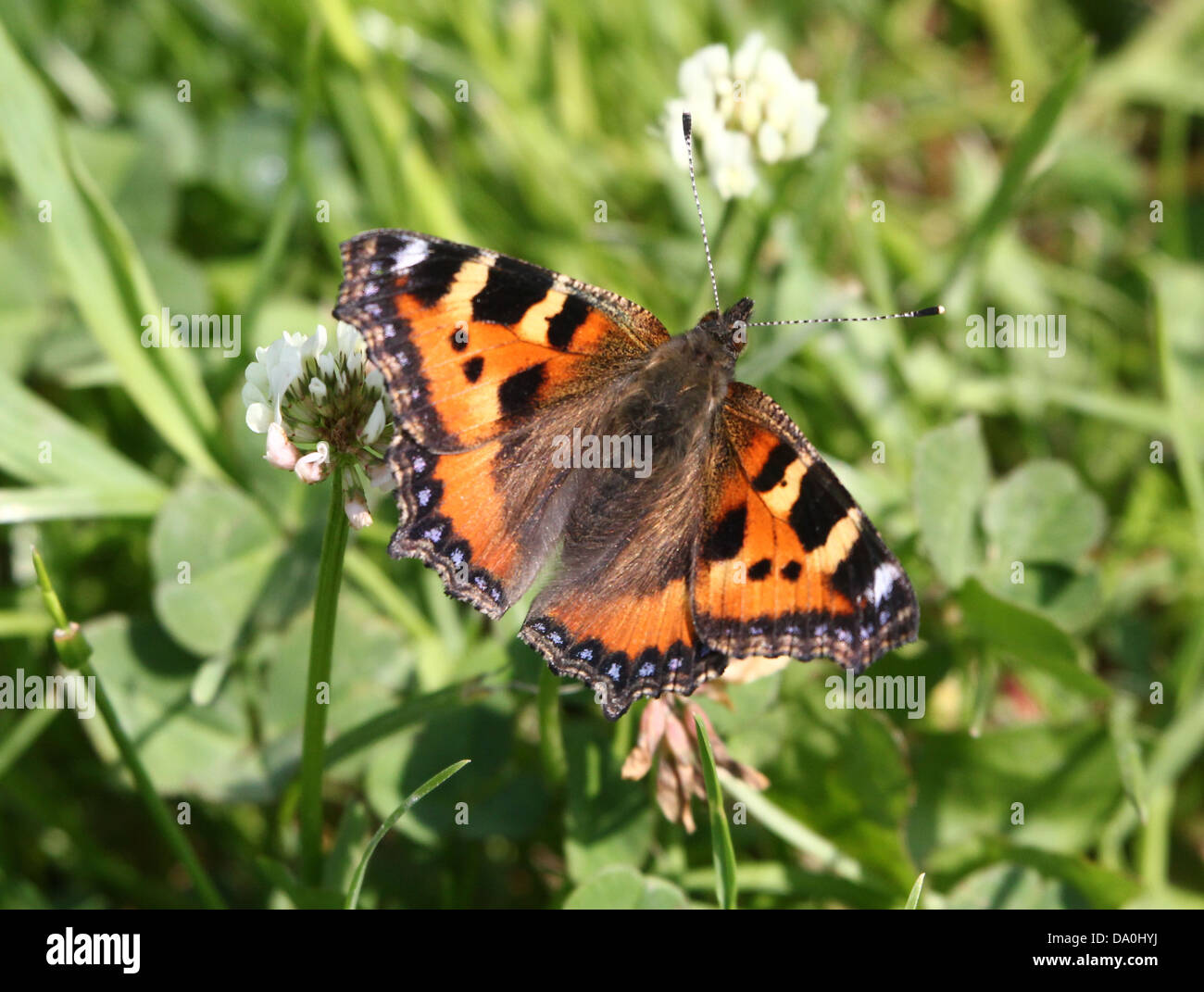 Very detailed macro close-up of a Small Tortoiseshell (Aglais urticae) butterfly Stock Photo