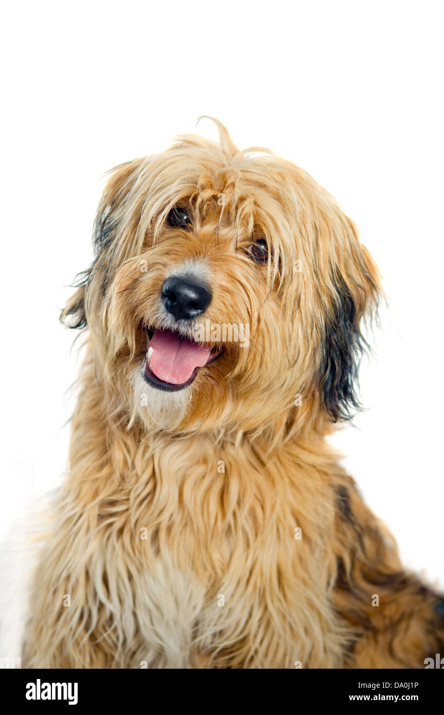 Mixed breed dog portrait isolated on white background Stock Photo - Alamy