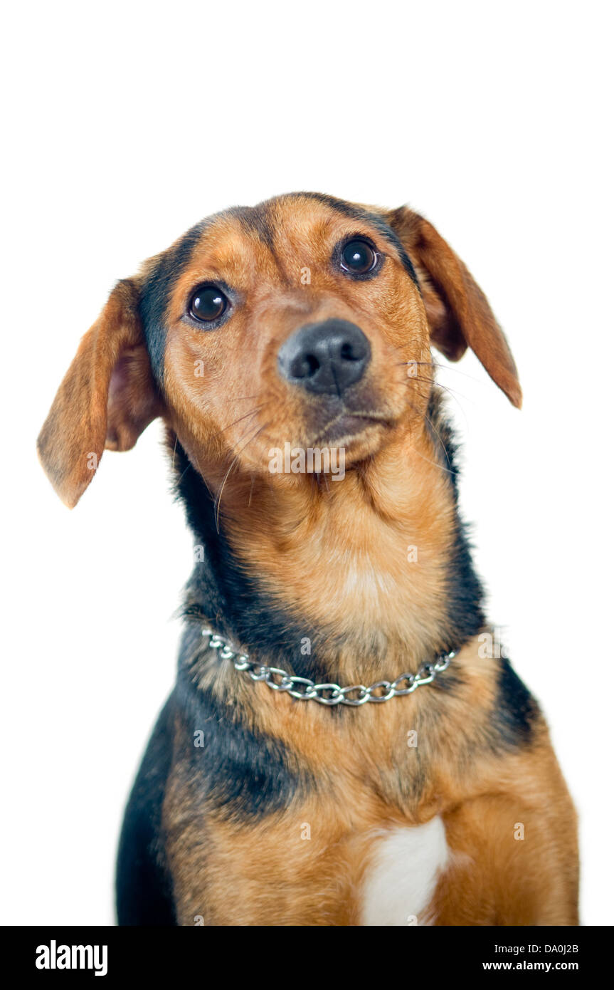 Mixed breed dog portrait isolated on white background Stock Photo - Alamy