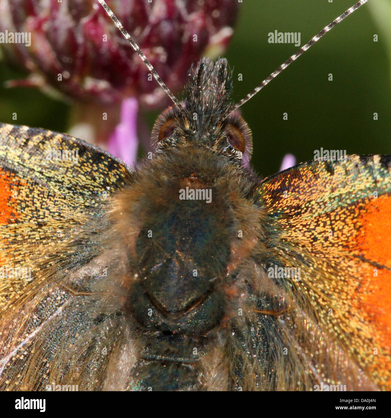 Butterfly partial open wing wings hi-res stock photography and images ...
