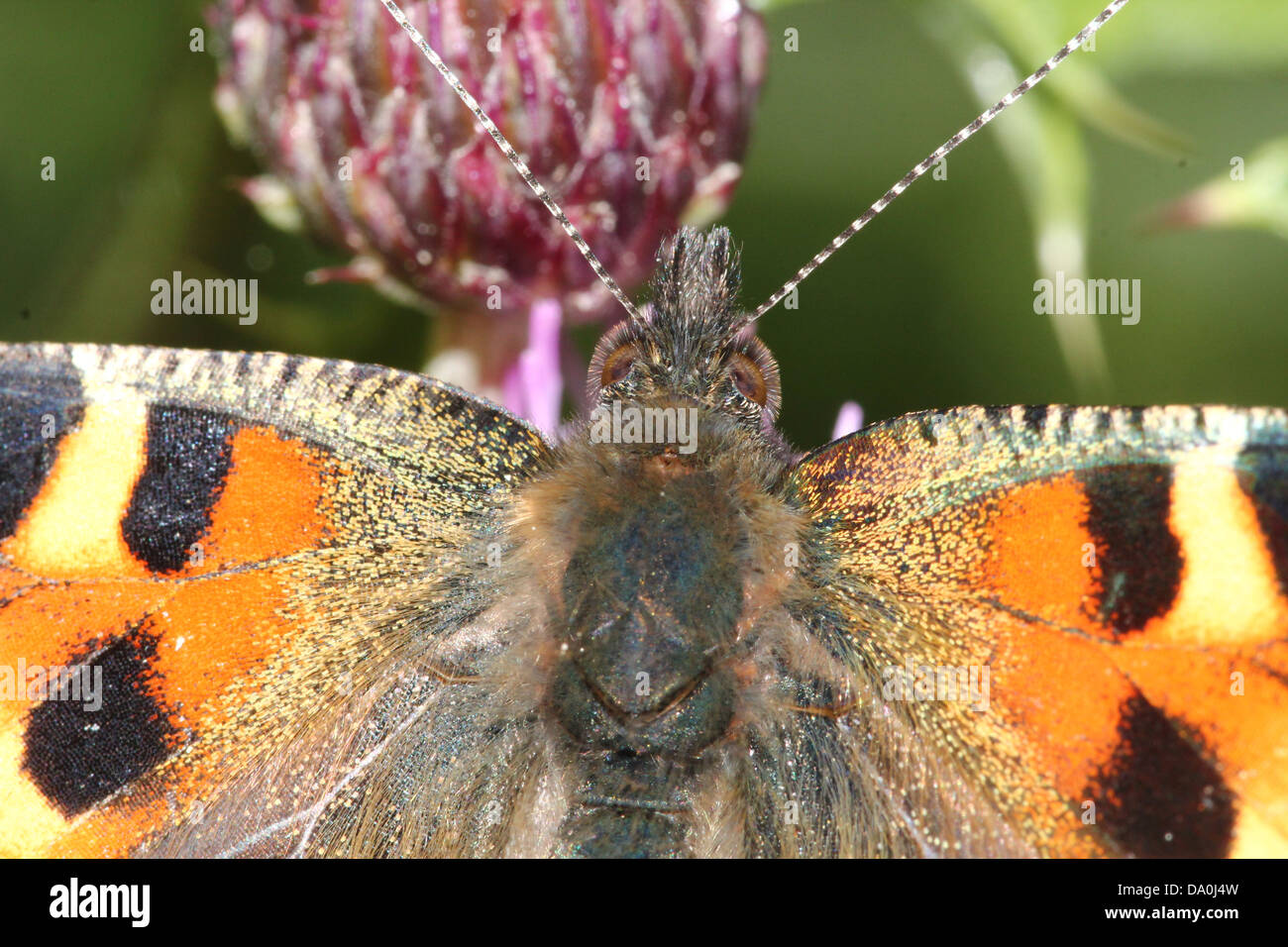 Butterfly partial open wing wings hi-res stock photography and images ...