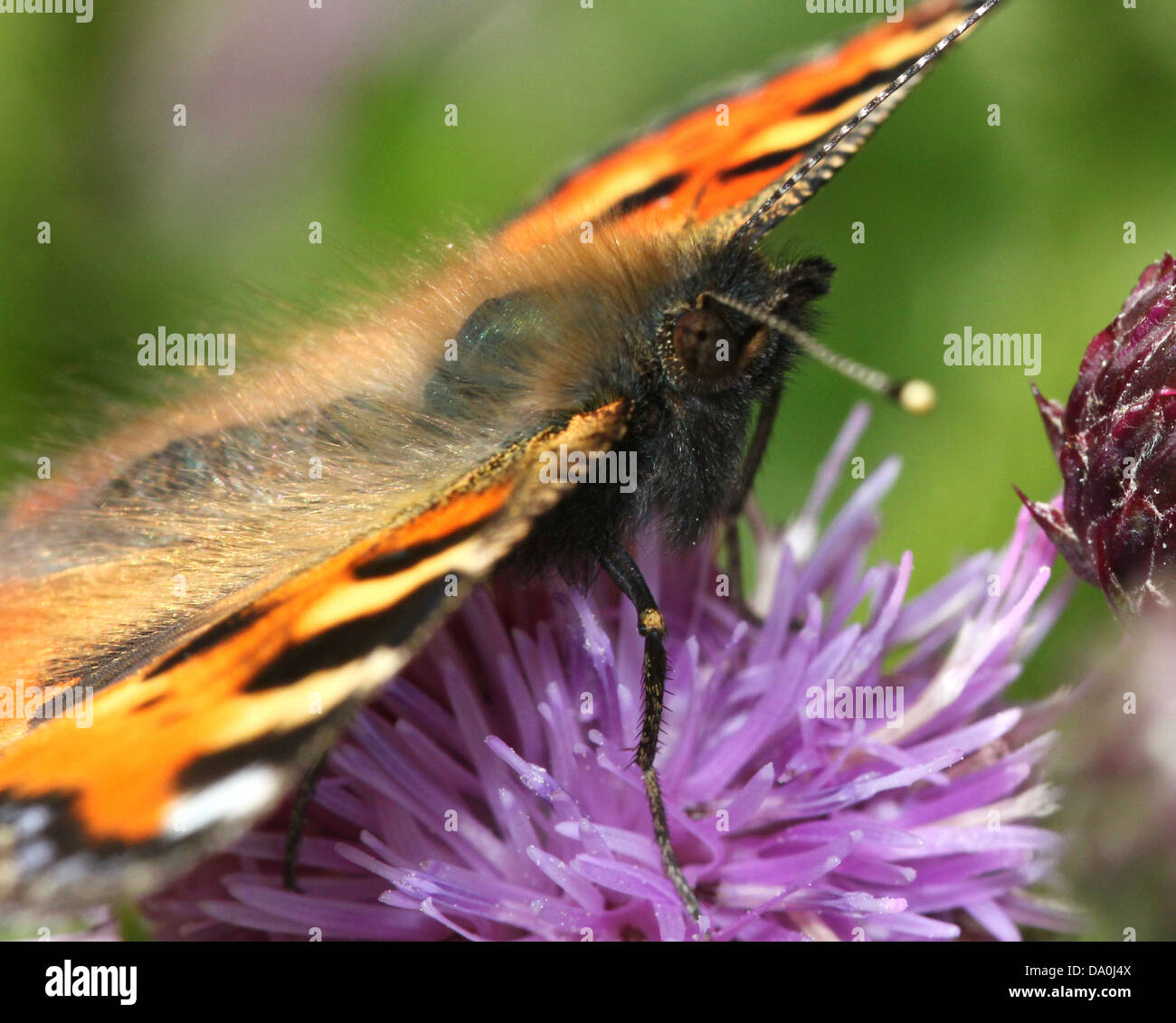 Butterfly partial open wing wings hi-res stock photography and images ...