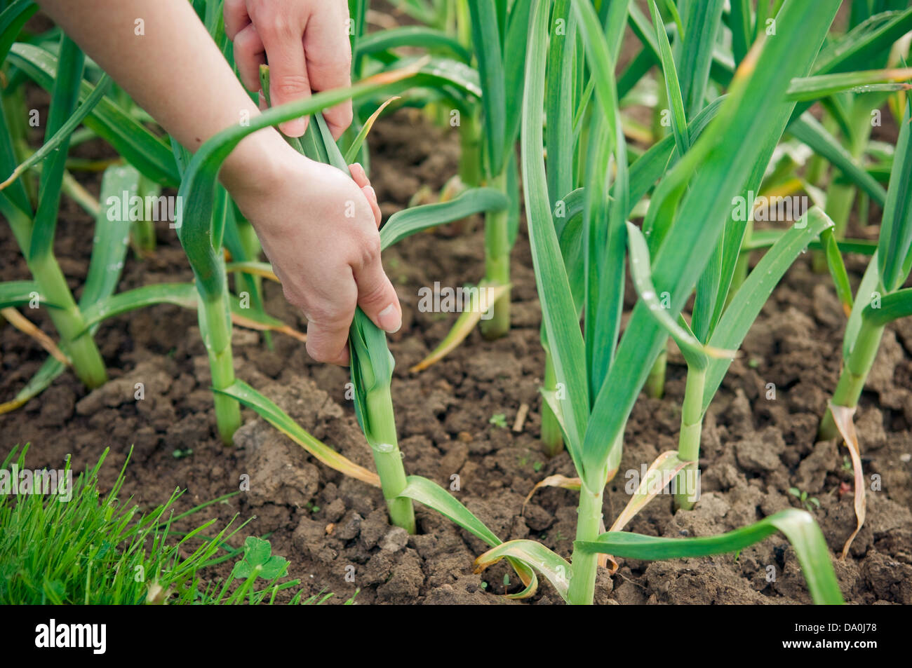 Hands picking young garlic plant from soil Stock Photo Alamy