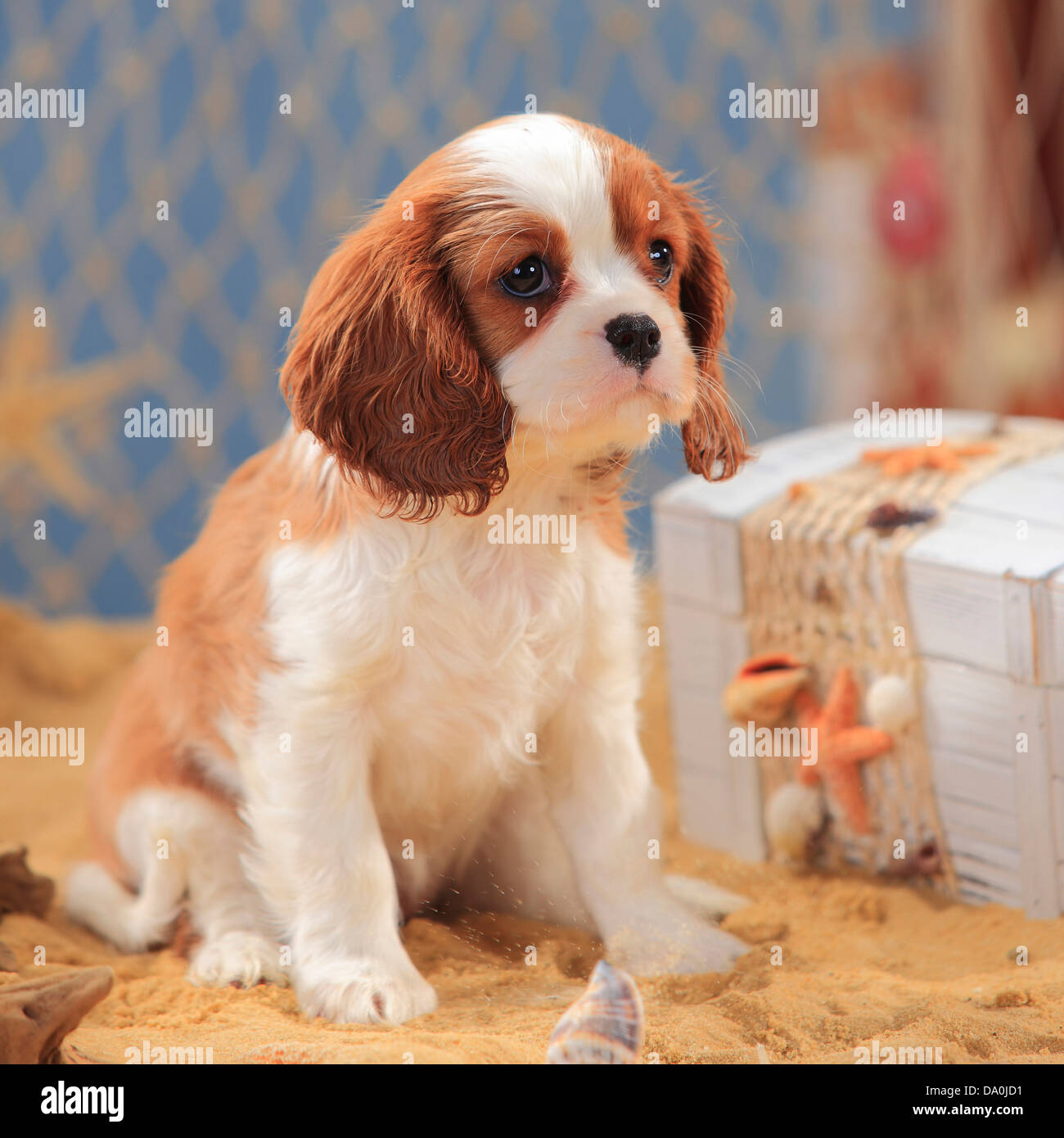 Cavalier King Charles Spaniel, puppy, blenheim, 9 weeks |Cavalier King  Charles Spaniel, Welpe, Blenheim, 9 Wochen Stock Photo - Alamy