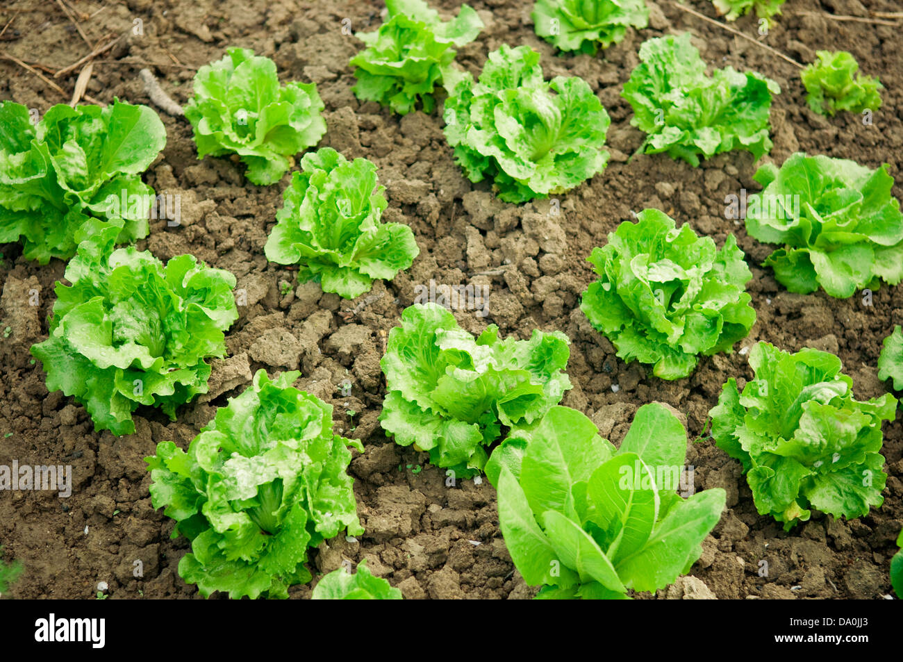 Vegetable garden. Rows of fresh lettuce plants Stock Photo Alamy
