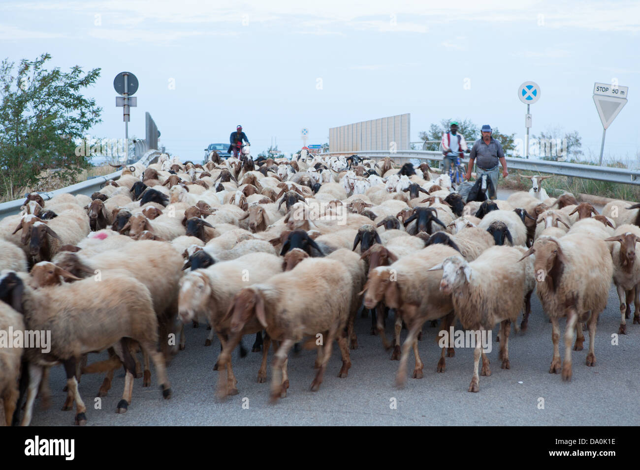 A flock of sheep on a road, Apulia, Italy Stock Photo