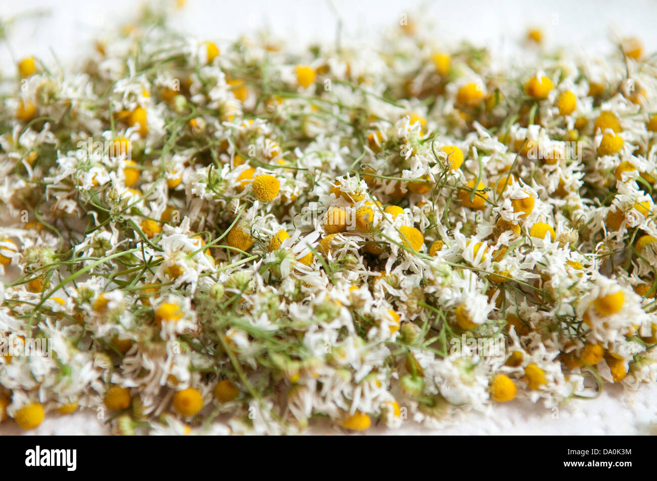 Drying chamomile flowers for tea Stock Photo Alamy