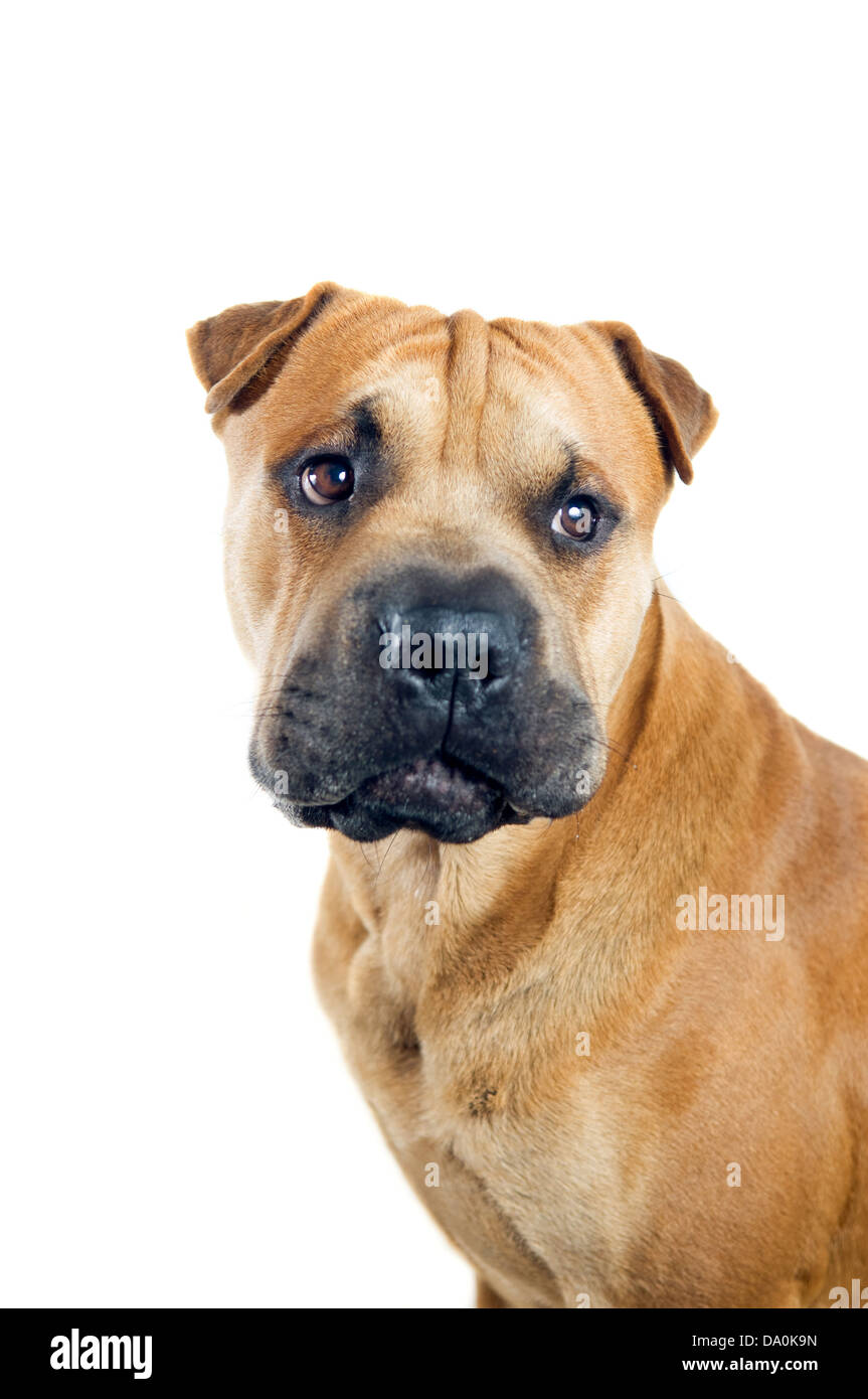 Mixed breed dog portrait isolated on white background Stock Photo - Alamy