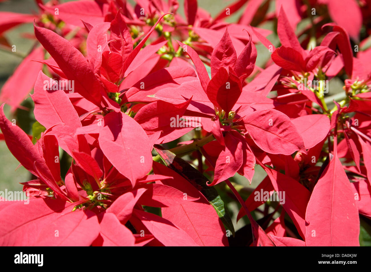 Poinsettias grow in abundance in the Eastern Highlands of Papua New Guinea. Stock Photo