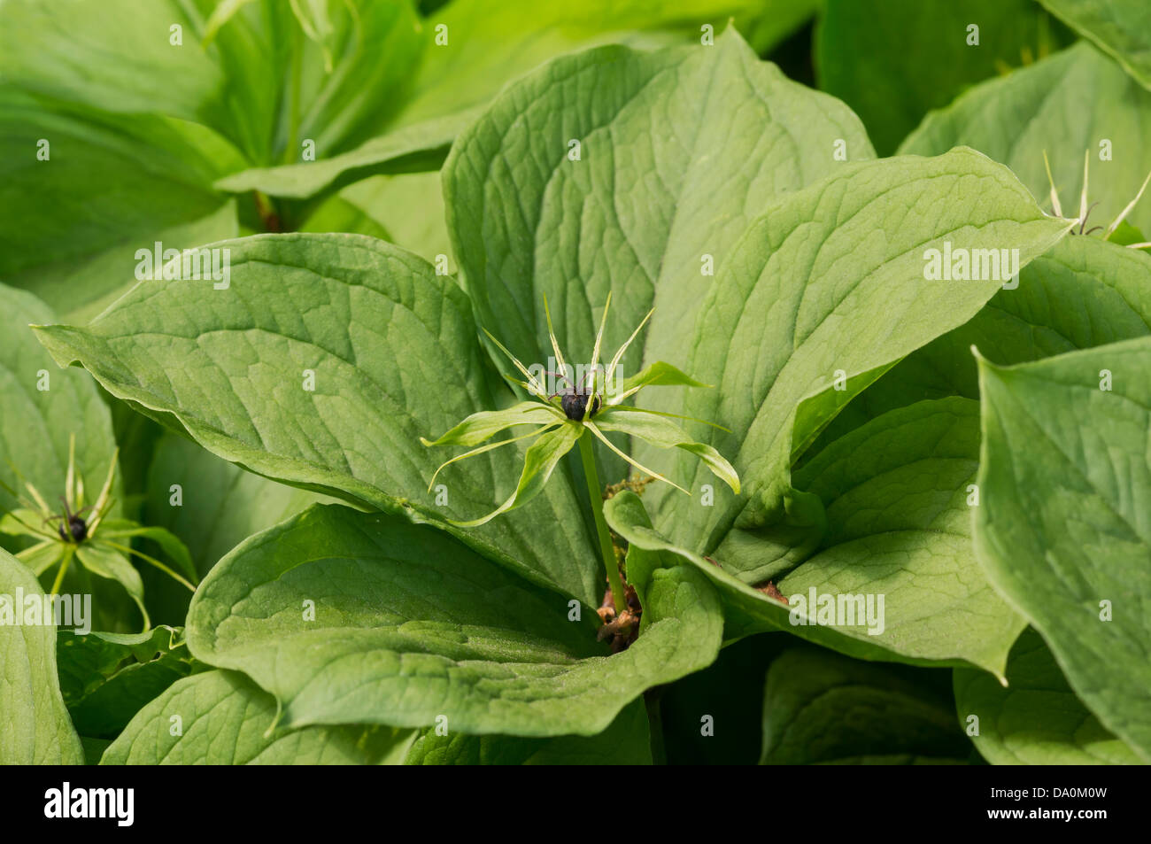 Herb Paris (Paris quadrifoia). The picture shows a less usual variety with five leaves. Stock Photo