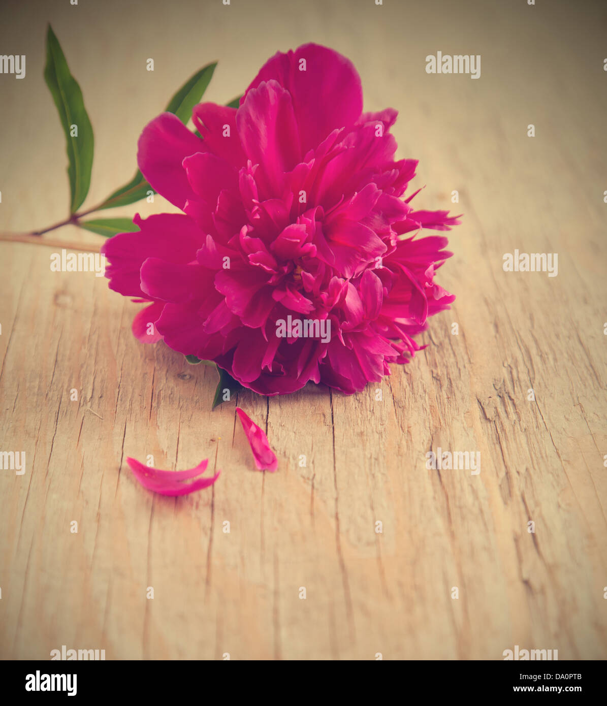 Pink peony flower garden hi-res stock photography and images - Alamy