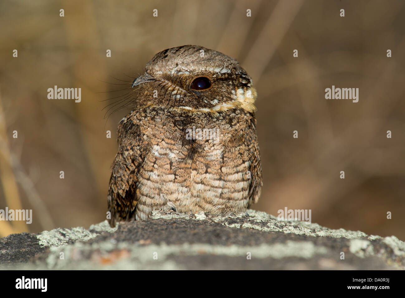 Buff collared nightjar antrostomus ridgwayi santa hires stock