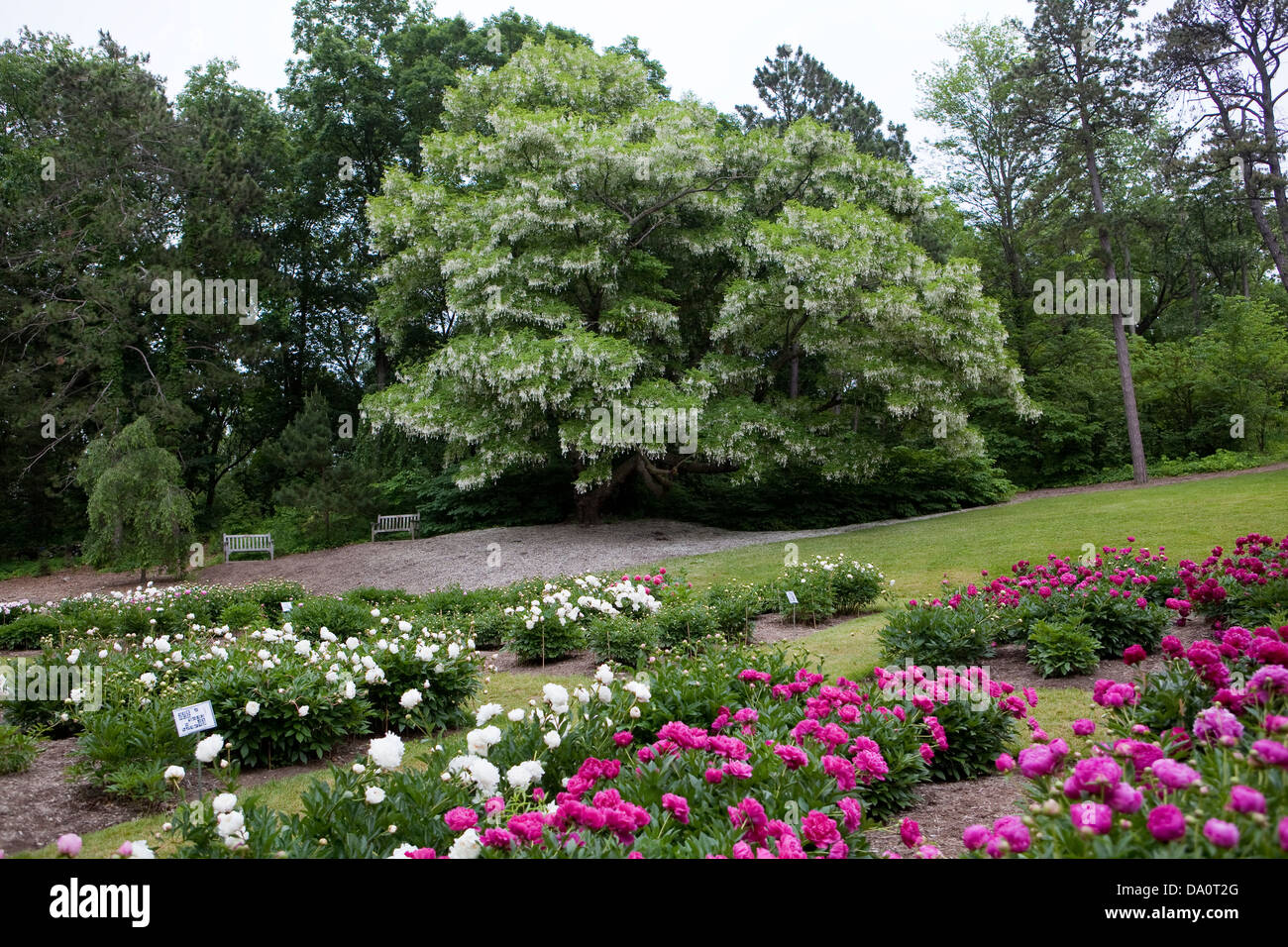 Yellow tree peony hires stock photography and images Alamy