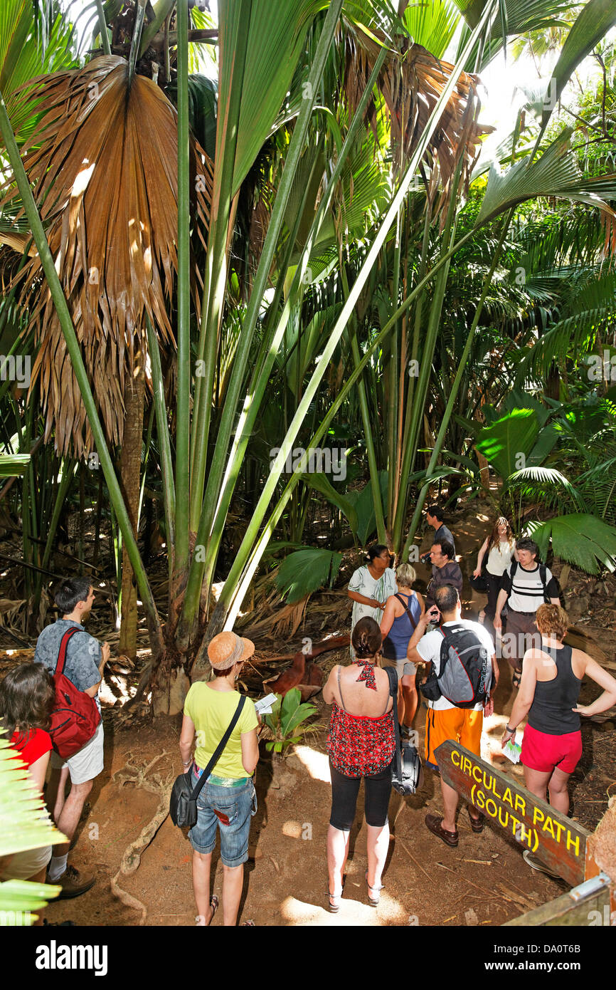 Seychelles coco de mer hires stock photography and images Alamy