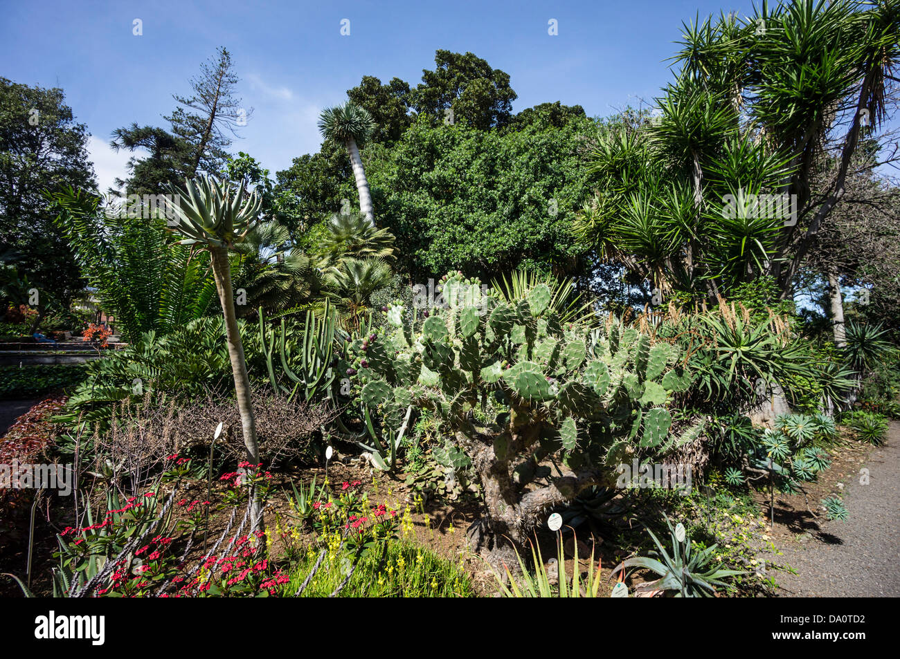 Botanical Garden at Puerto de la Cruz, Tenerife, Stock Photo