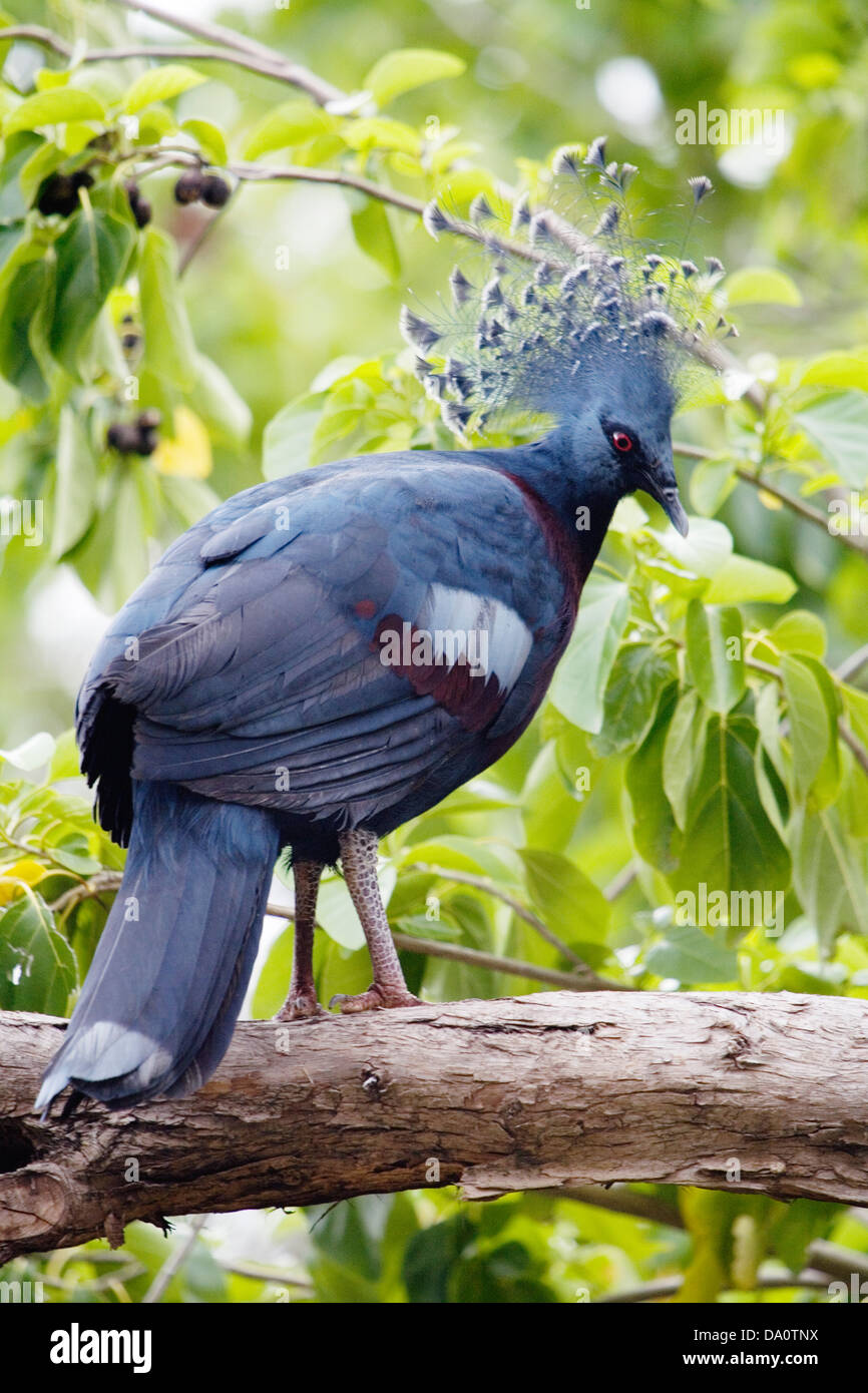 Crowned pigeon, seen at the National Botanic Gardens, Port Moresby, Papua New Guinea. Stock Photo