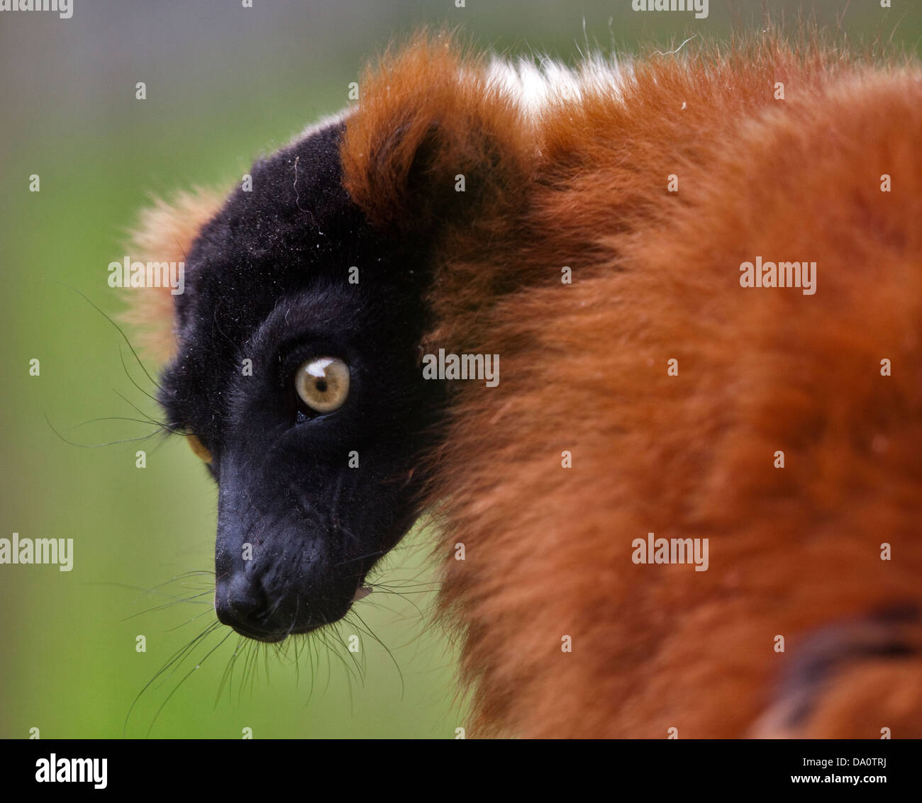 Red Ruffed Lemur (varecia variegata rubra) Stock Photo