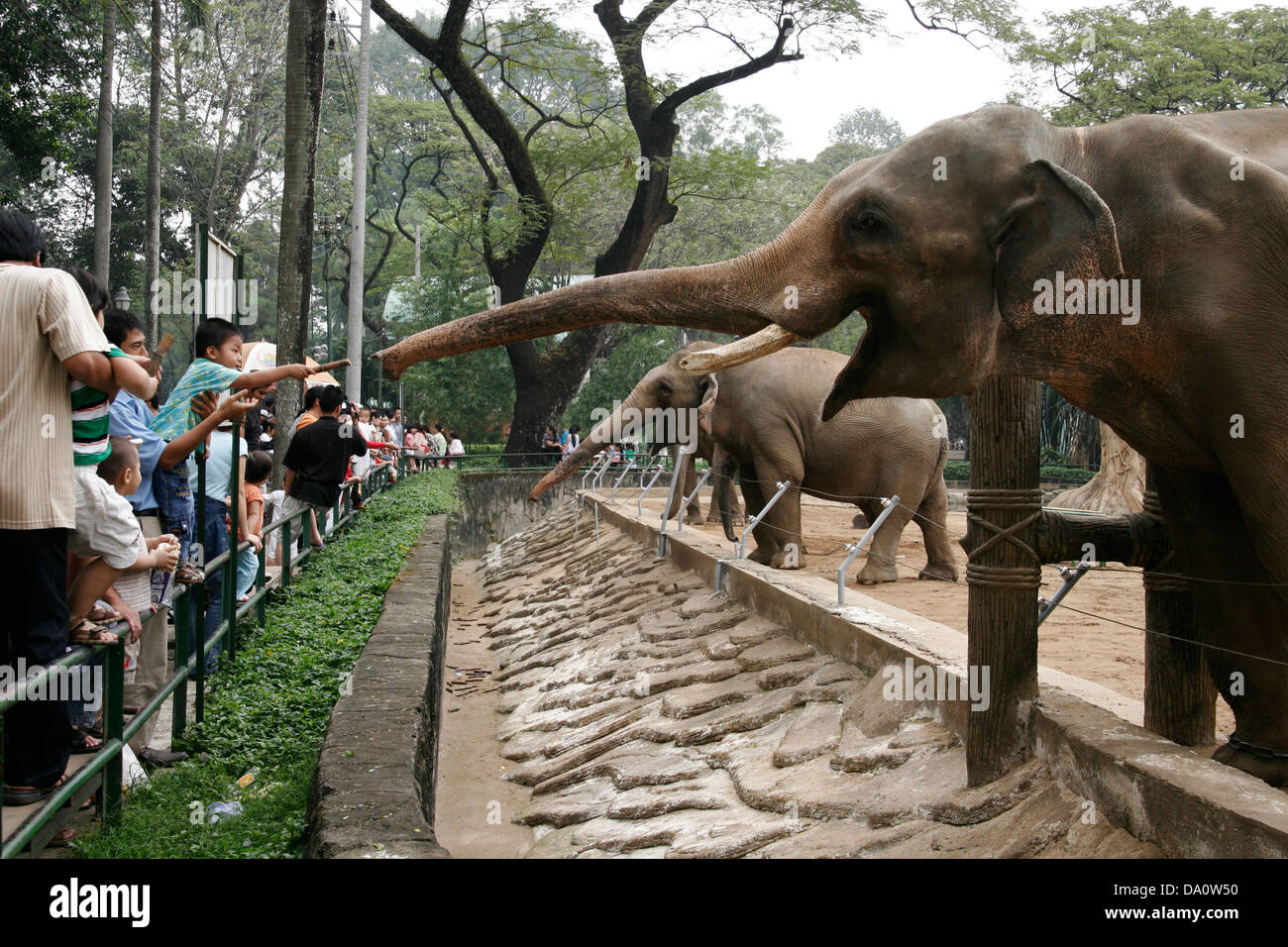People feeding elephants in the zoo, Saigon (Ho Chi Minh City), Vietnam, Southeast Asia Stock People feeding elephants in the zoo, Saigon (Ho Chi Minh City), Vietnam, Southeast Asia Stock