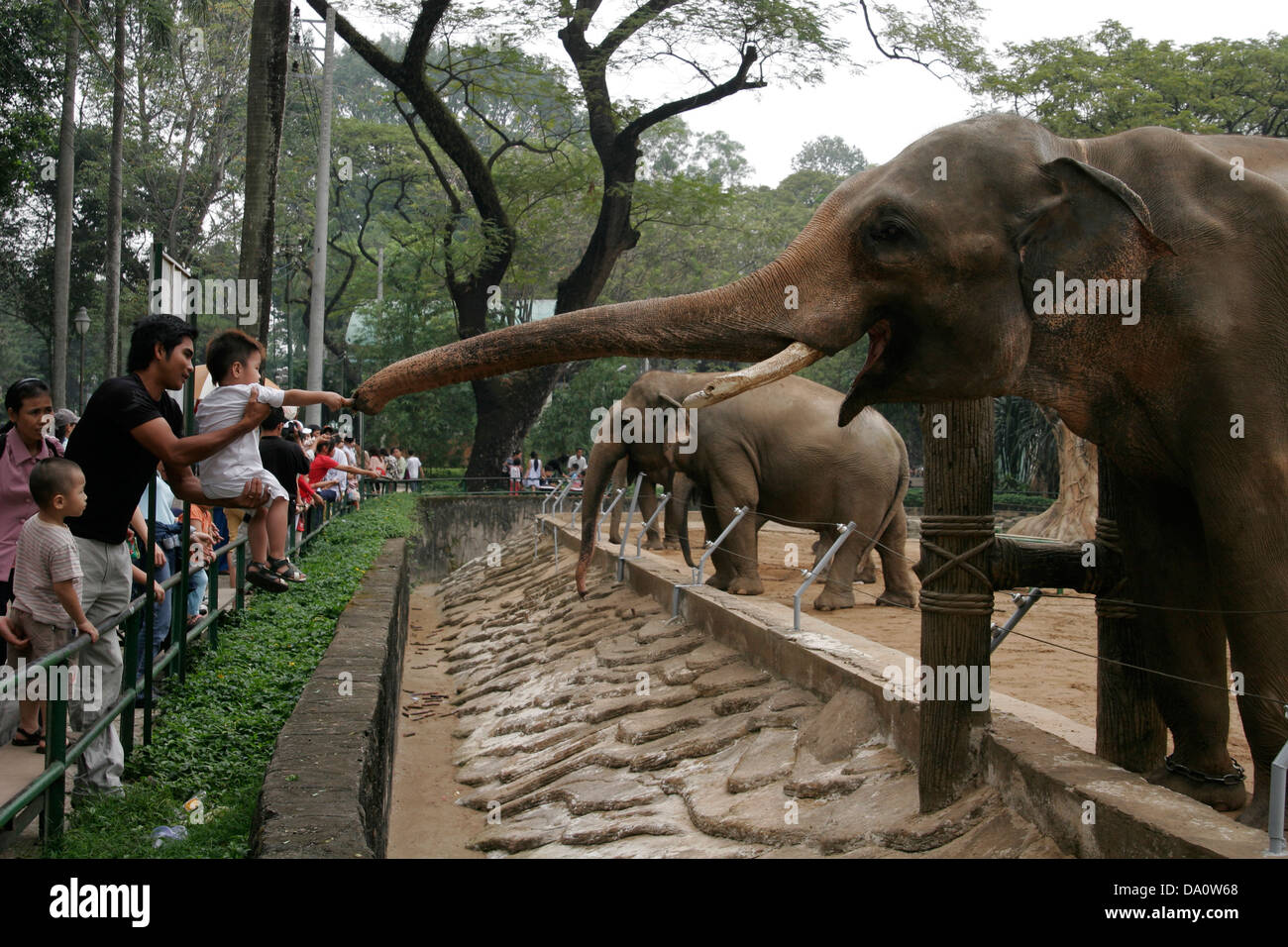 People feeding elephants in the zoo, Saigon (Ho Chi Minh City), Vietnam