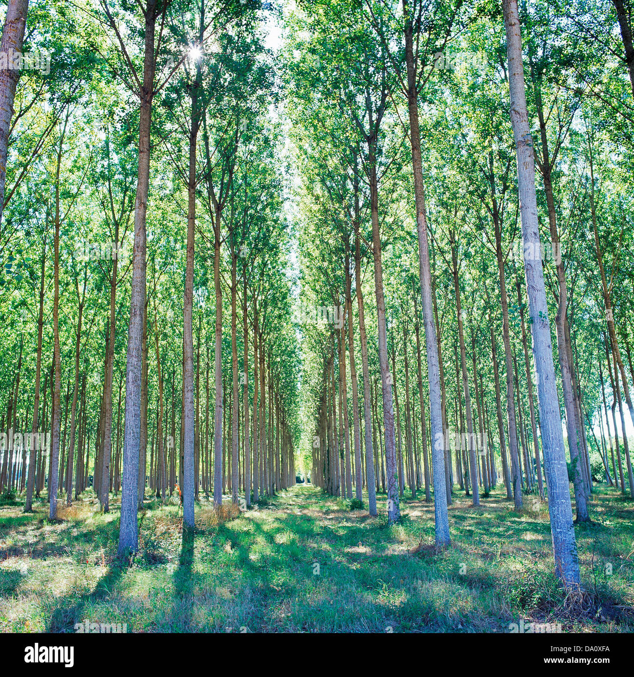 Poplar trees and france hi-res stock photography and images - Alamy