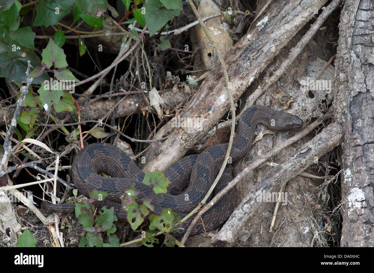 A Brown Watersnake (Nerodia taxispilota) basking on emergent plants on Anhinga Trail in Everglades National Park, Florida. Stock Photo