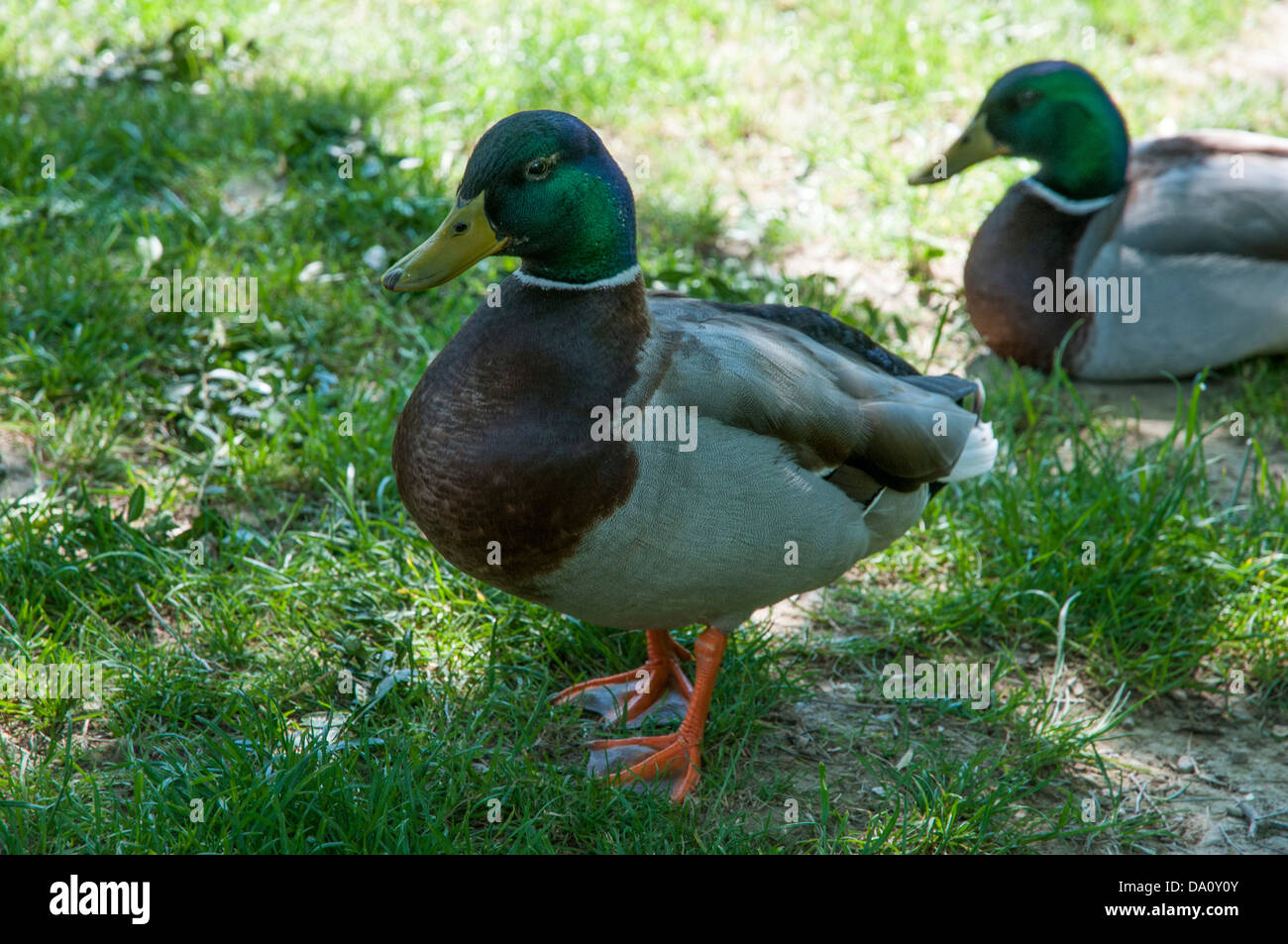 Green Collar ducks in the garden of the park Stock Photo Alamy