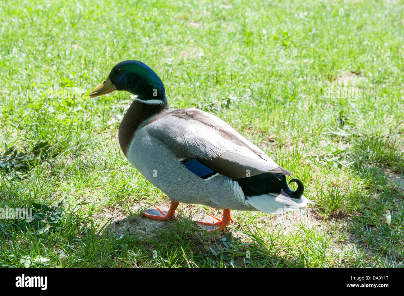 Green Collar ducks in the garden of the park Stock Photo Alamy