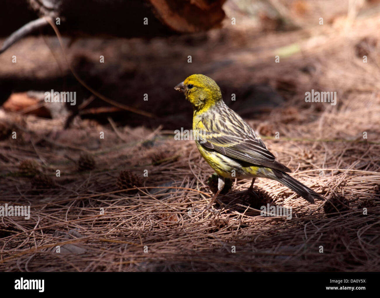 Atlantic canary male in Gran Canaria Stock Photo