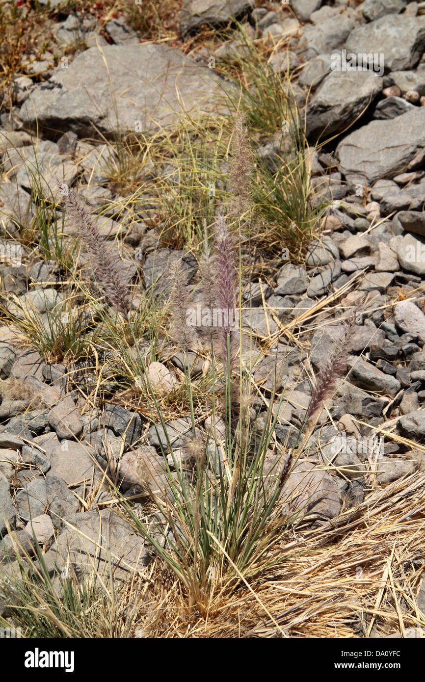 A grass Cerillo Blanco in Gran Canaria Stock Photo