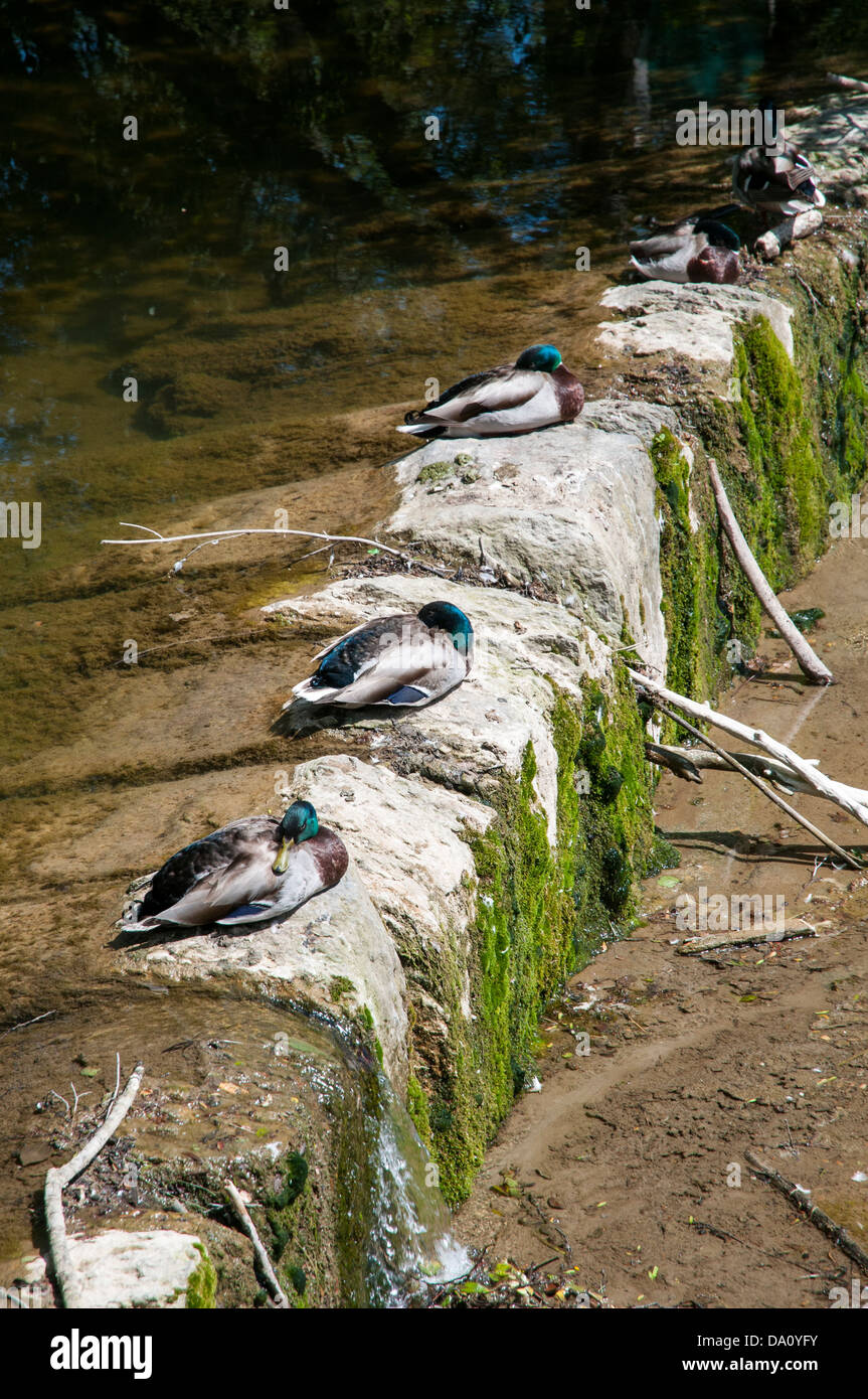 ducks sleeping on the river Stock Photo